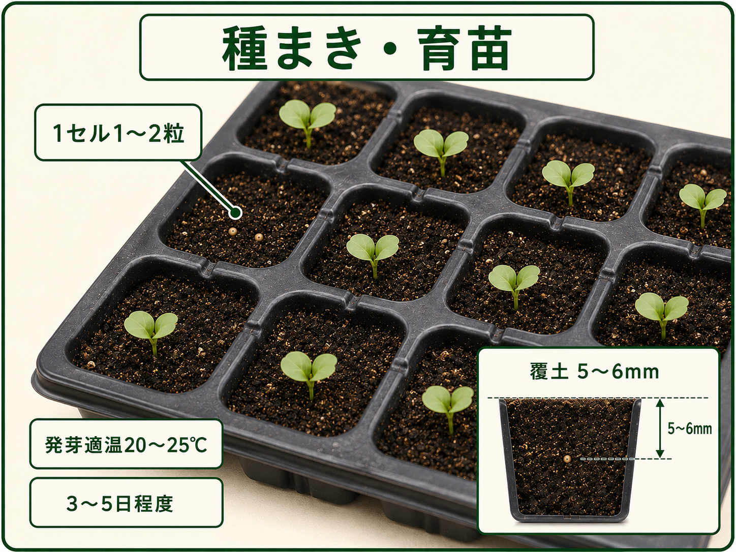 キャベツをセルトレイに1〜2粒まき5〜6mm覆土して育苗する方法