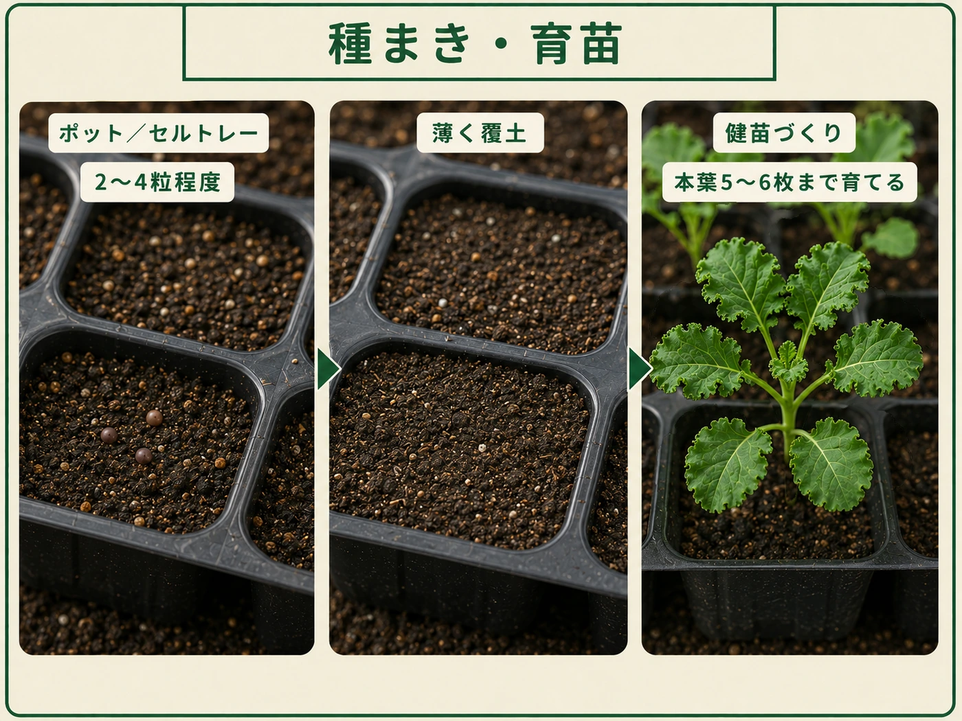 ケールをポットやセルトレーに2〜4粒程度まき本葉5〜6枚まで育苗する方法