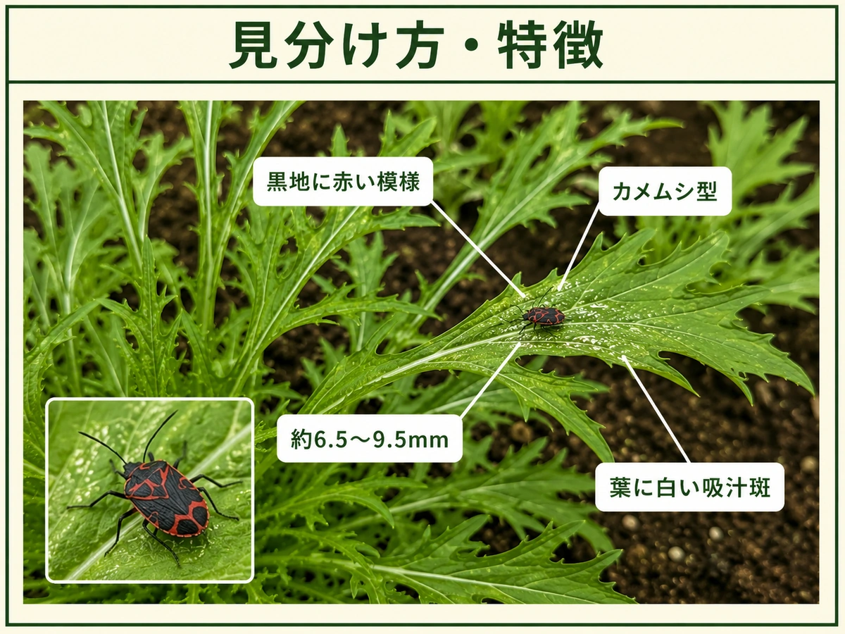 ナガメの見分け方として黒赤模様の成虫とミズナの白い吸汁斑を示した図解
