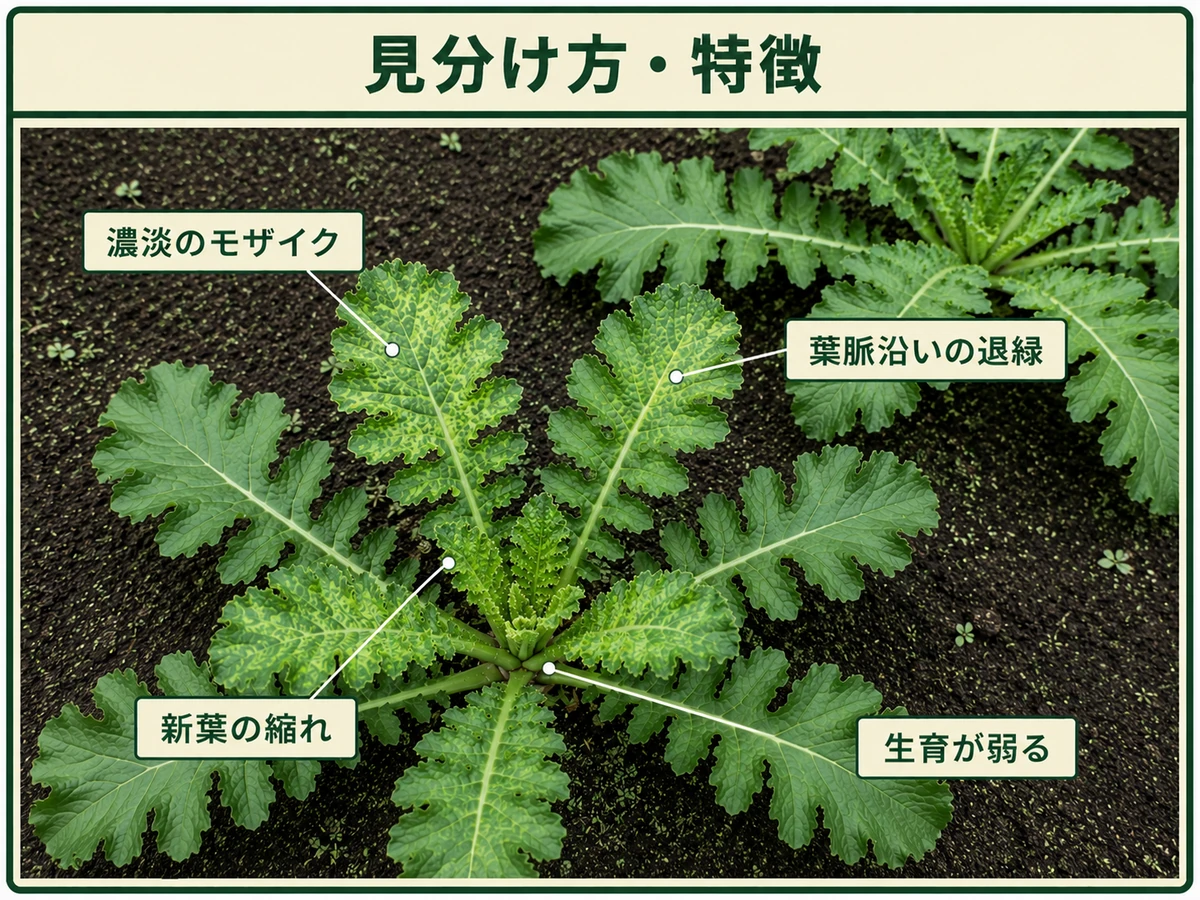 ダイコンの葉に濃淡のモザイク、葉脈沿いの退緑、新葉の縮れ、生育不良を示した図解