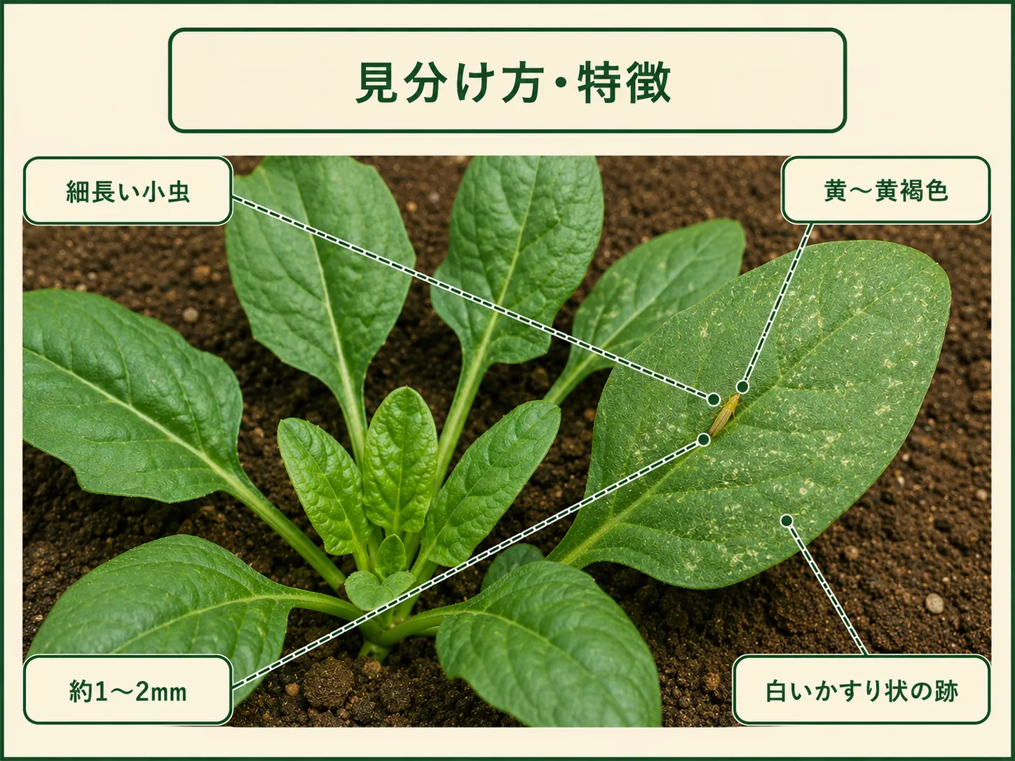 アザミウマ類の細長い小虫、約1〜2mm、黄〜黄褐色の体色、白いかすり状の跡を示したホウレンソウ