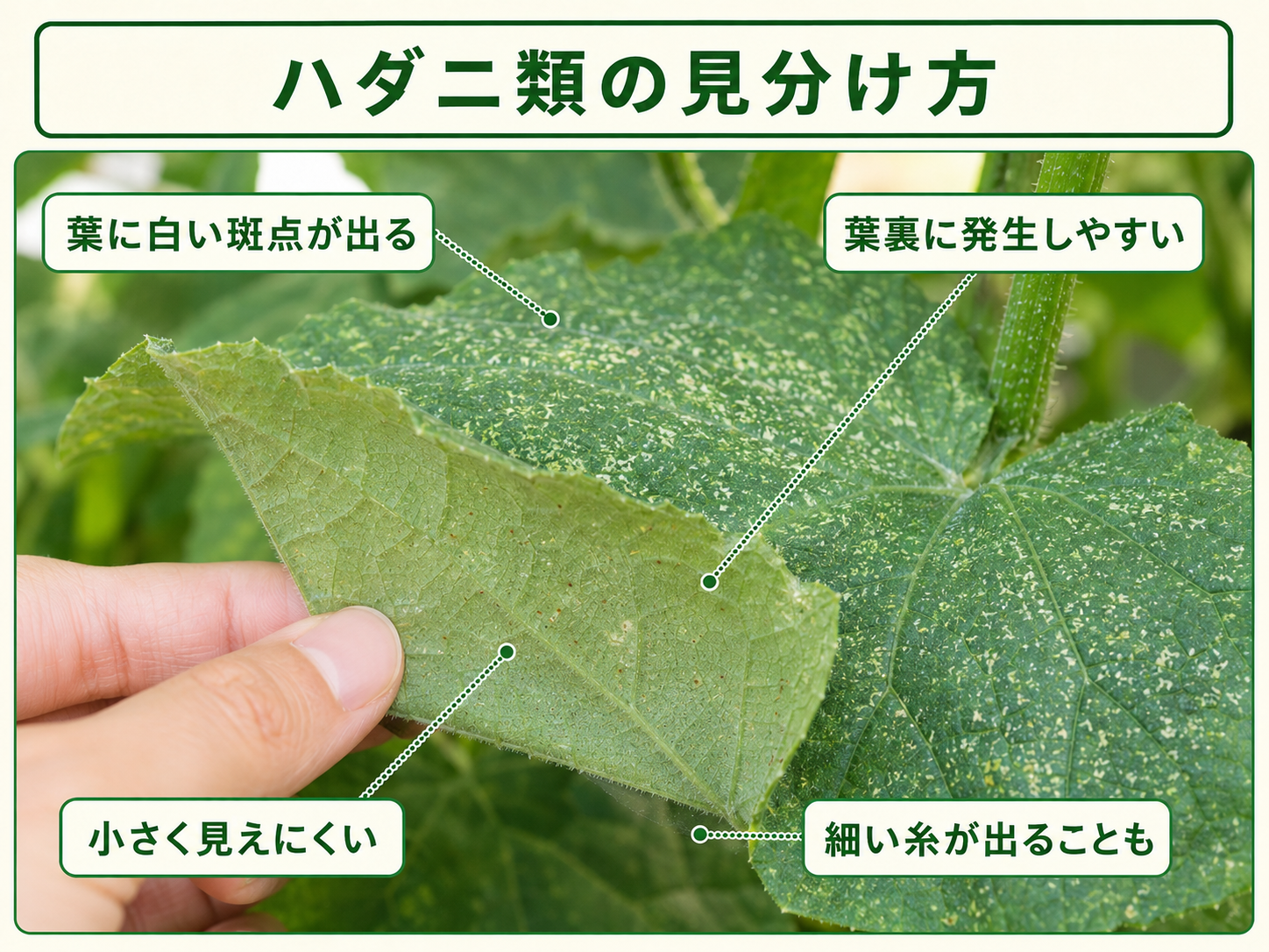 ハダニ類の見分け方と葉に出る白い斑点状の被害