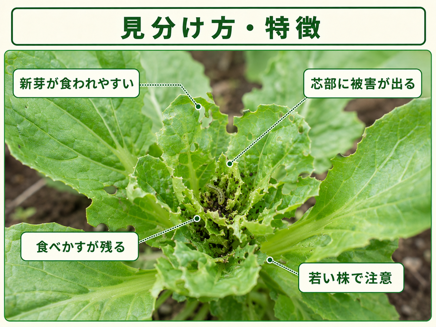 ハイマダラノメイガの見分け方と新芽や芯部の食害