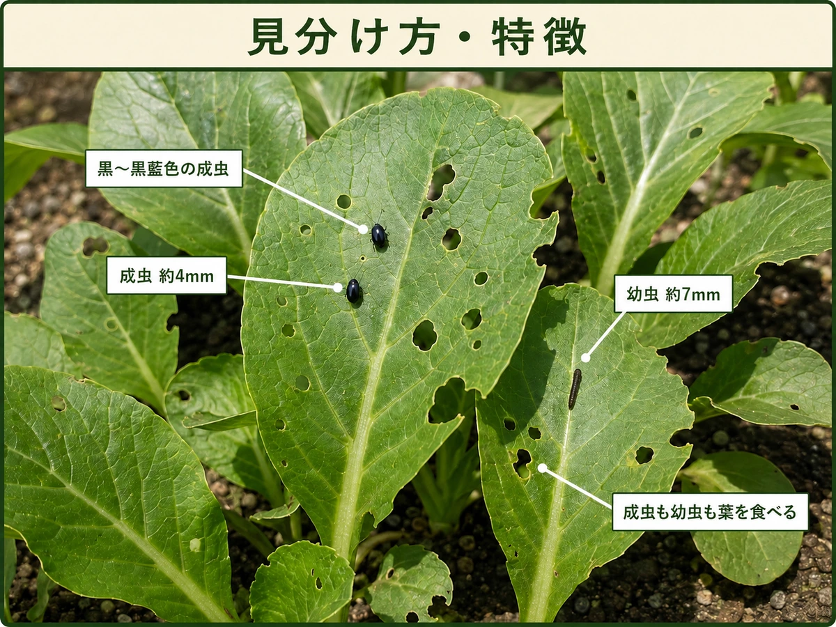 ダイコンサルハムシの黒い成虫、約4mmの成虫、約7mmの幼虫、成虫も幼虫も葉を食べる特徴を示したコマツナ