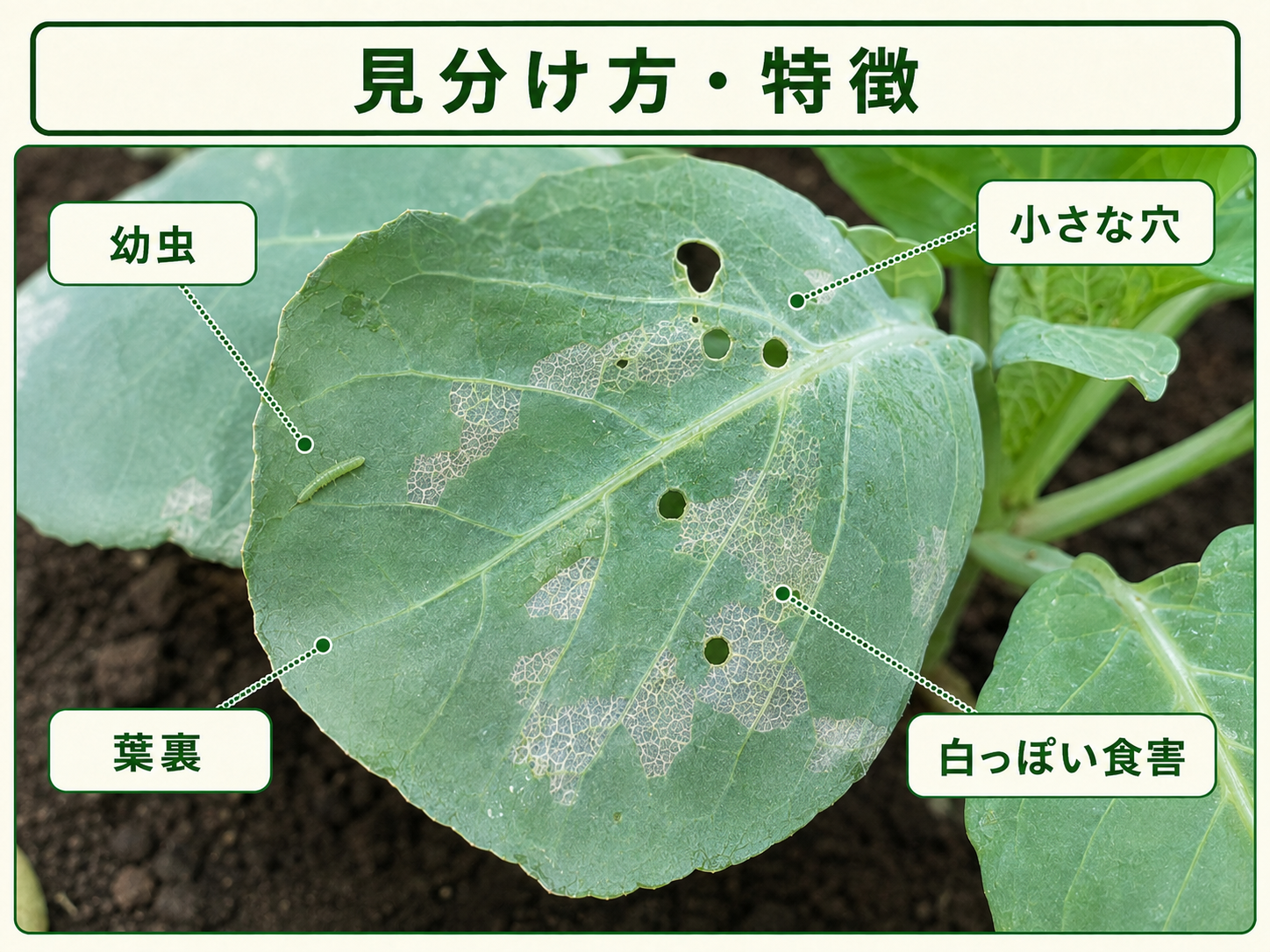 コナガの見分け方と葉に出る小さな穴や白っぽい食害