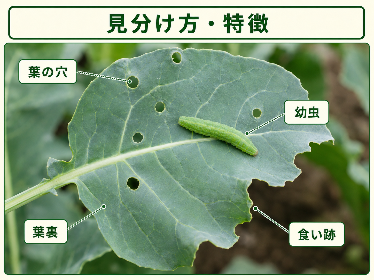 アオムシの見分け方と葉に出る穴や食い跡
