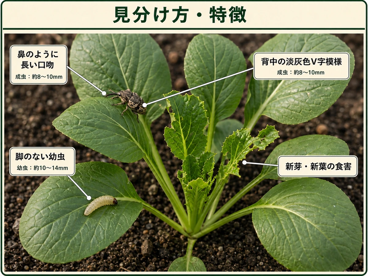 ヤサイゾウムシの長い口吻、背中の淡灰色V字模様、脚のない幼虫、新芽と新葉の食害