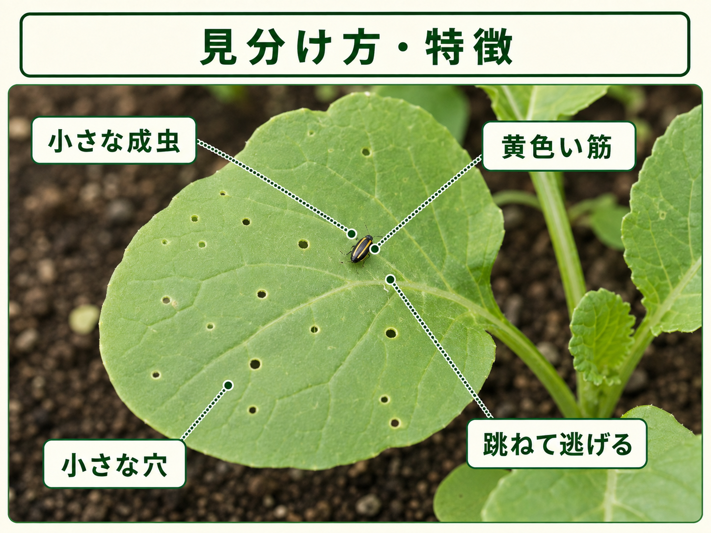キスジノミハムシの小さな成虫と黄色い筋、葉に出る小さな穴