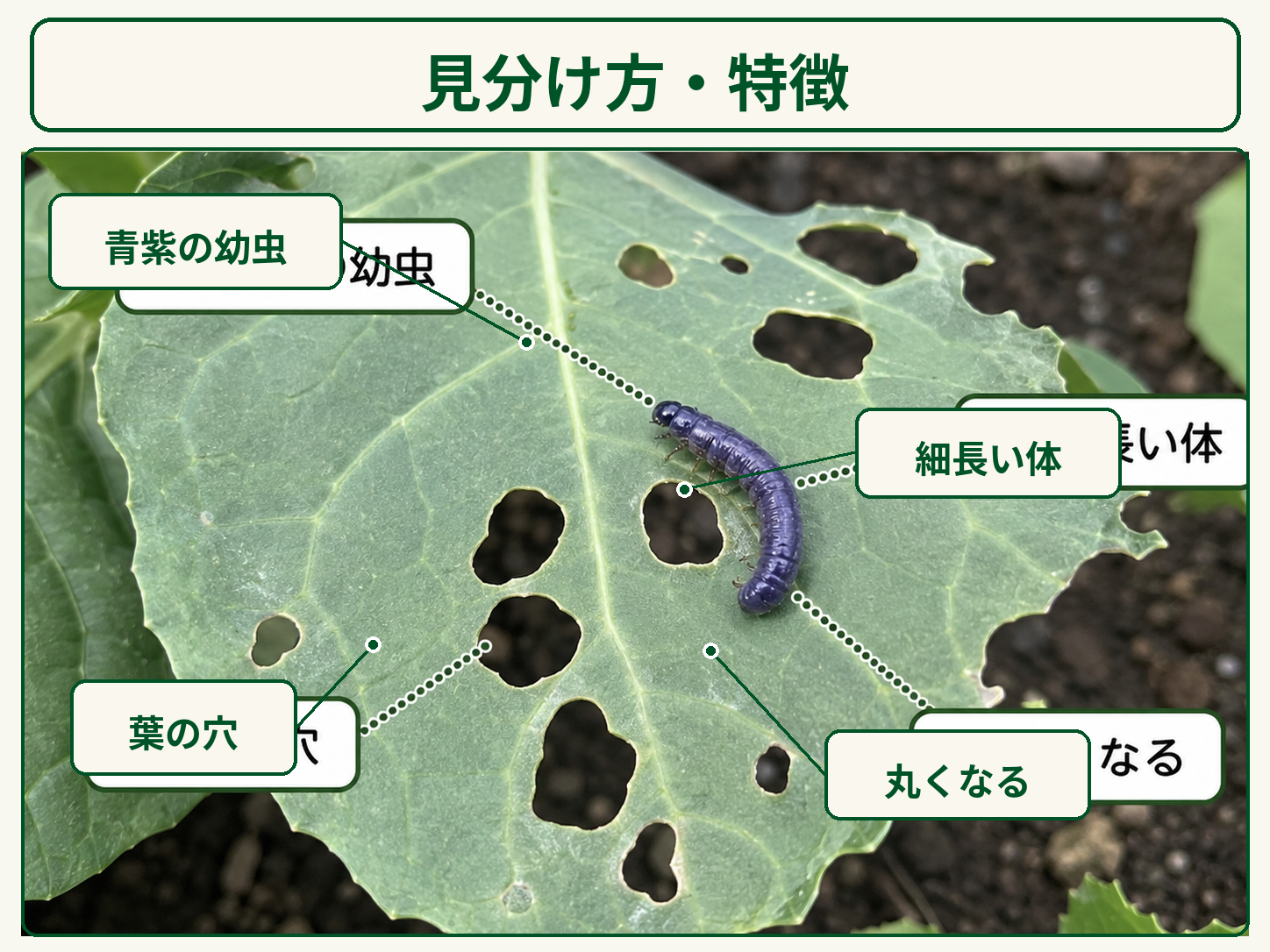 青紫色で細長いカブラハバチ幼虫と葉の食害
