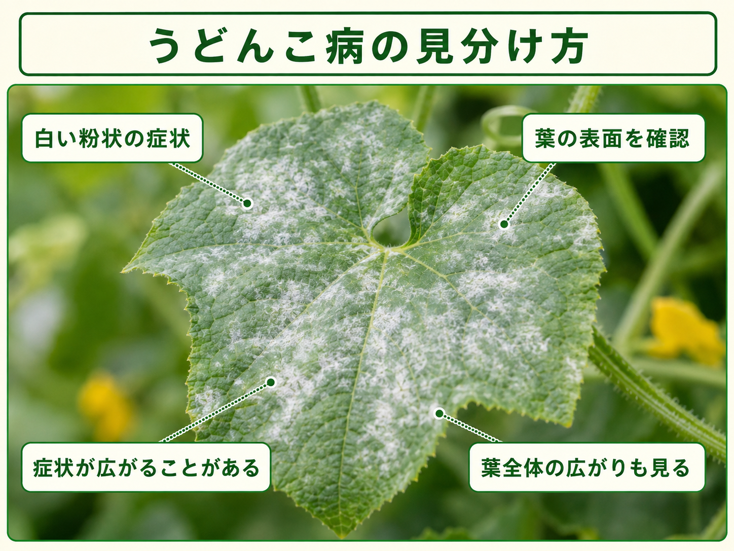 うどんこ病の見分け方と葉に出る白い粉状の症状