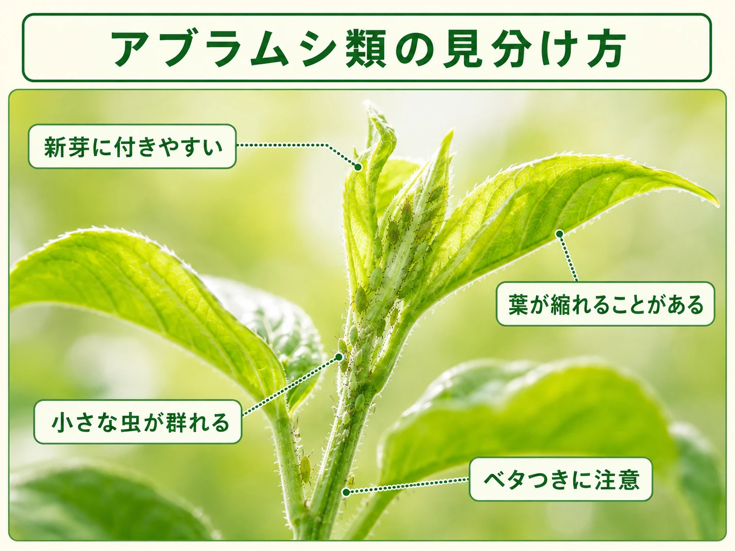 アブラムシ類の見分け方と特徴