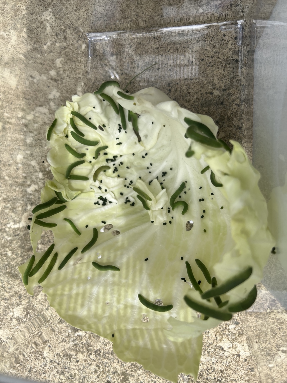 観察開始50分後に食害穴が増えたキャベツの葉