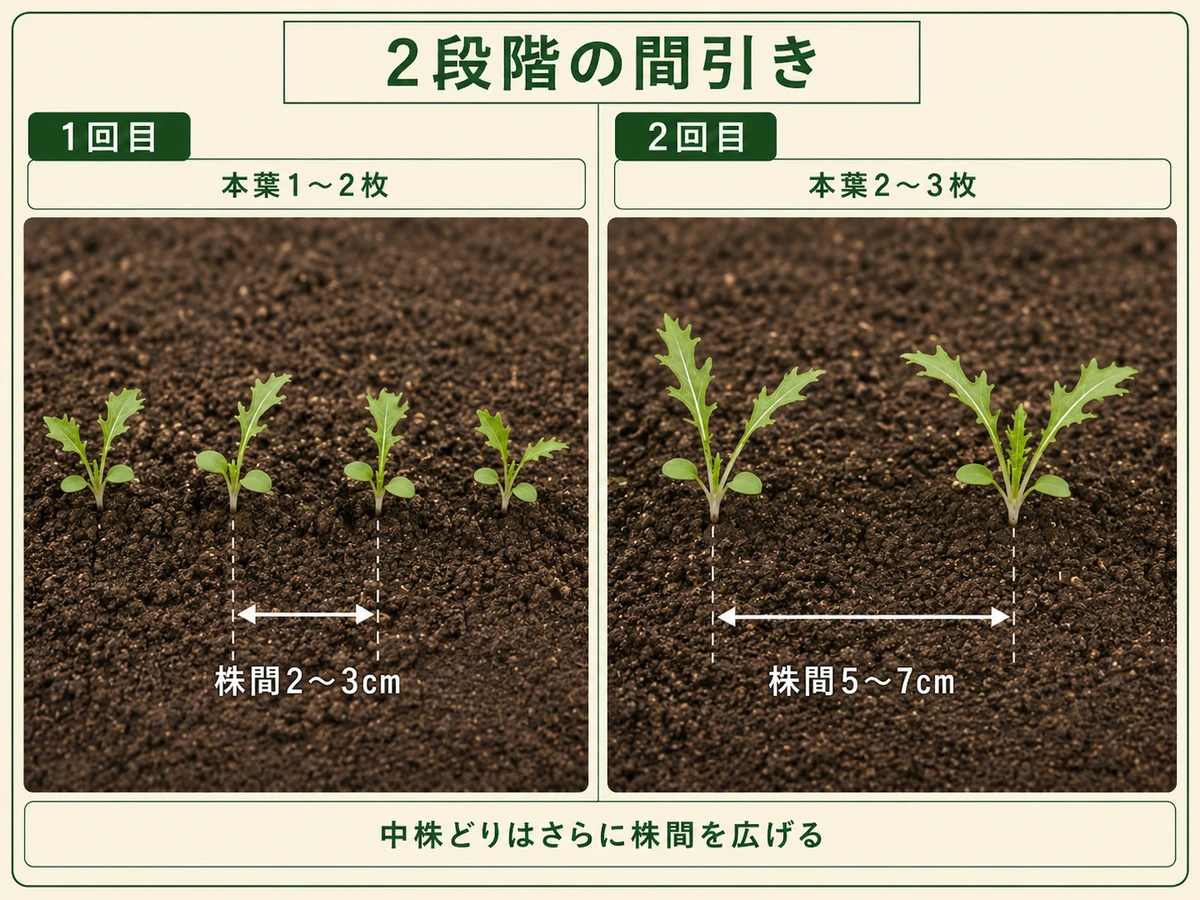 ミズナを本葉1〜2枚と本葉2〜3枚の2段階で株間5〜7cmに間引く流れ
