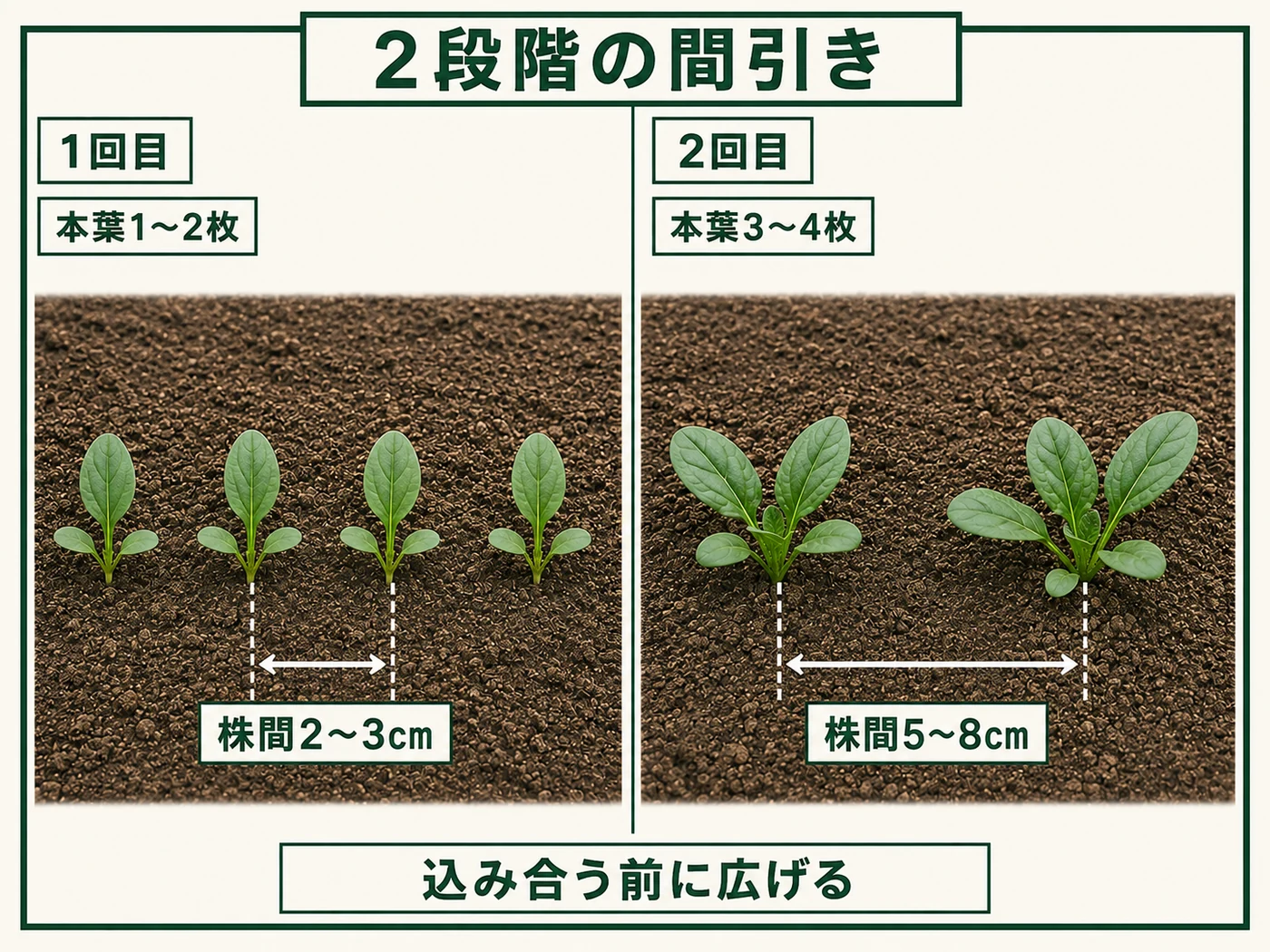 ホウレンソウを本葉1〜2枚と本葉3〜4枚の2段階で株間5〜8cmへ間引く流れ