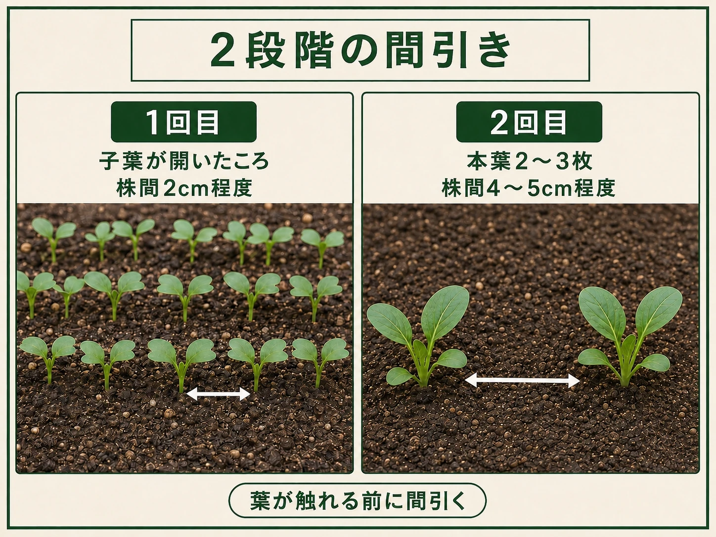 コマツナを子葉期と本葉2〜3枚期の2段階で株間4〜5cmに間引く流れ