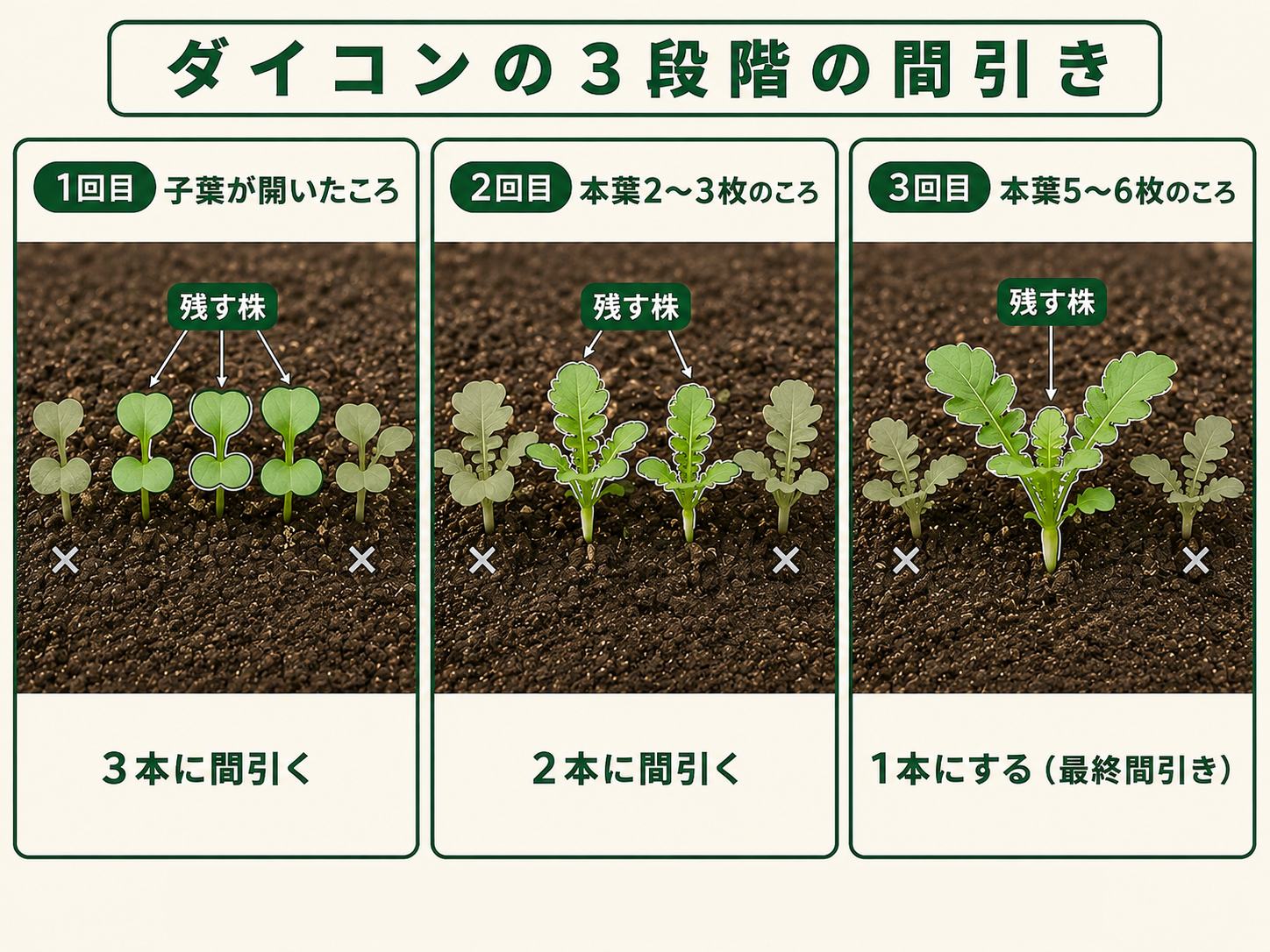 ダイコンを子葉、本葉2〜3枚、本葉5〜6枚の3段階で1本に間引く流れ