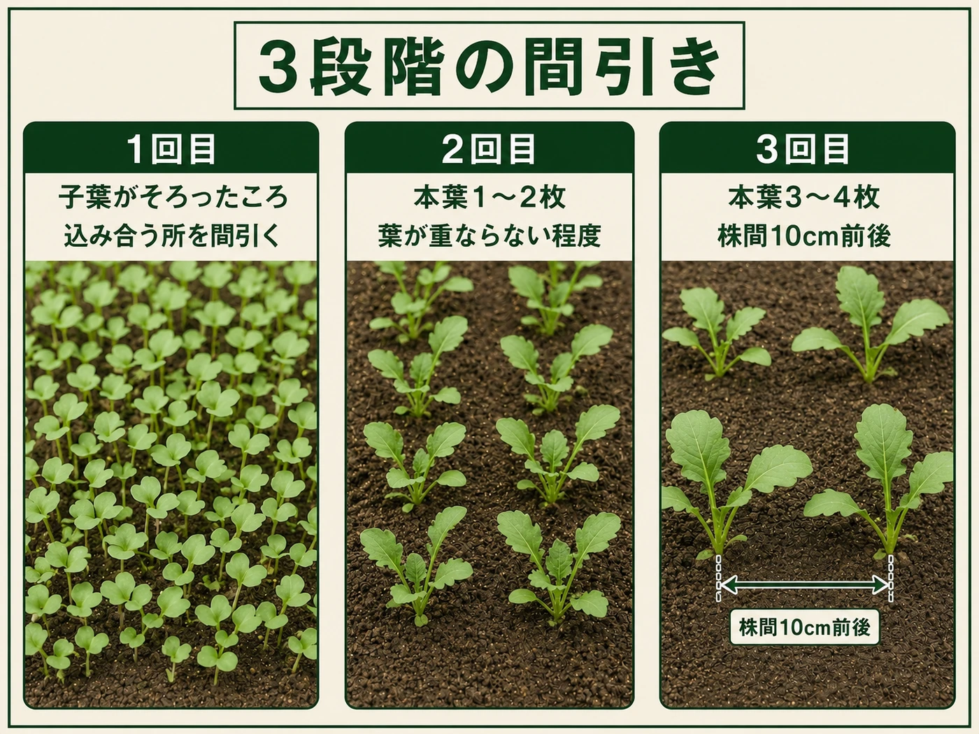 カブを子葉、本葉1〜2枚、本葉3〜4枚の3段階で株間10cm前後に間引く流れ
