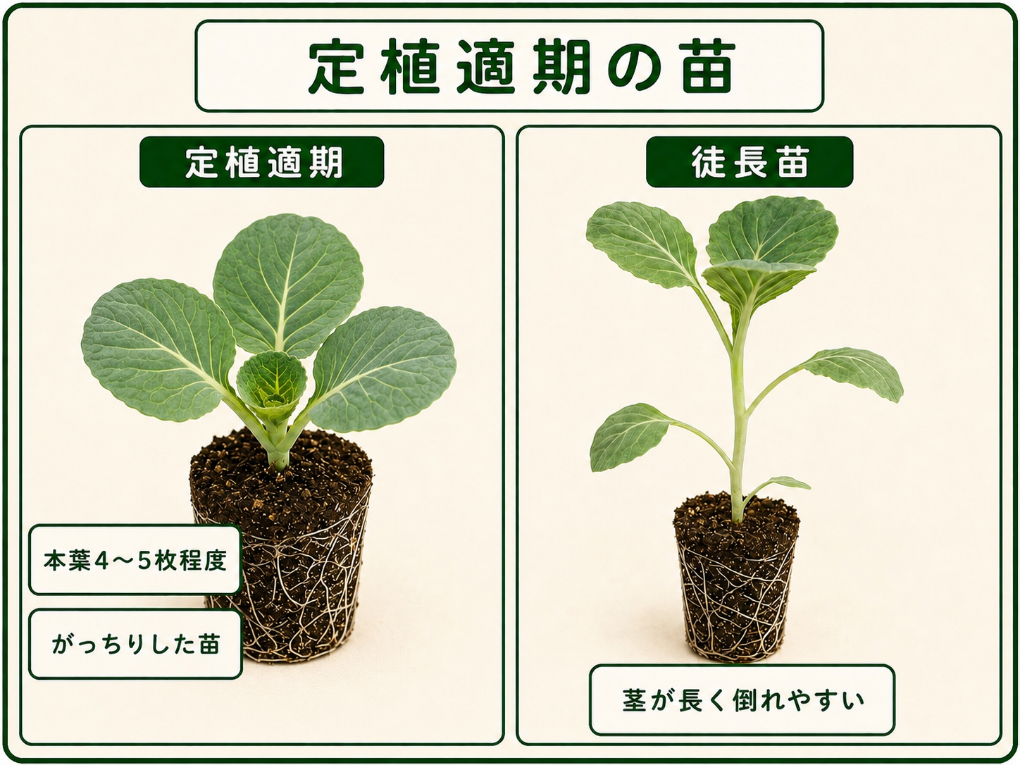 本葉4〜5枚のがっちりしたキャベツ苗と徒長苗の比較