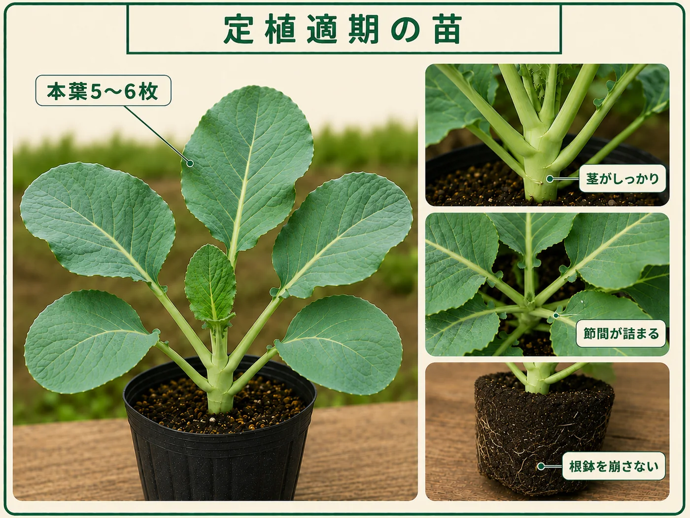 本葉5〜6枚で茎がしっかりしたカリフラワーの定植適期苗