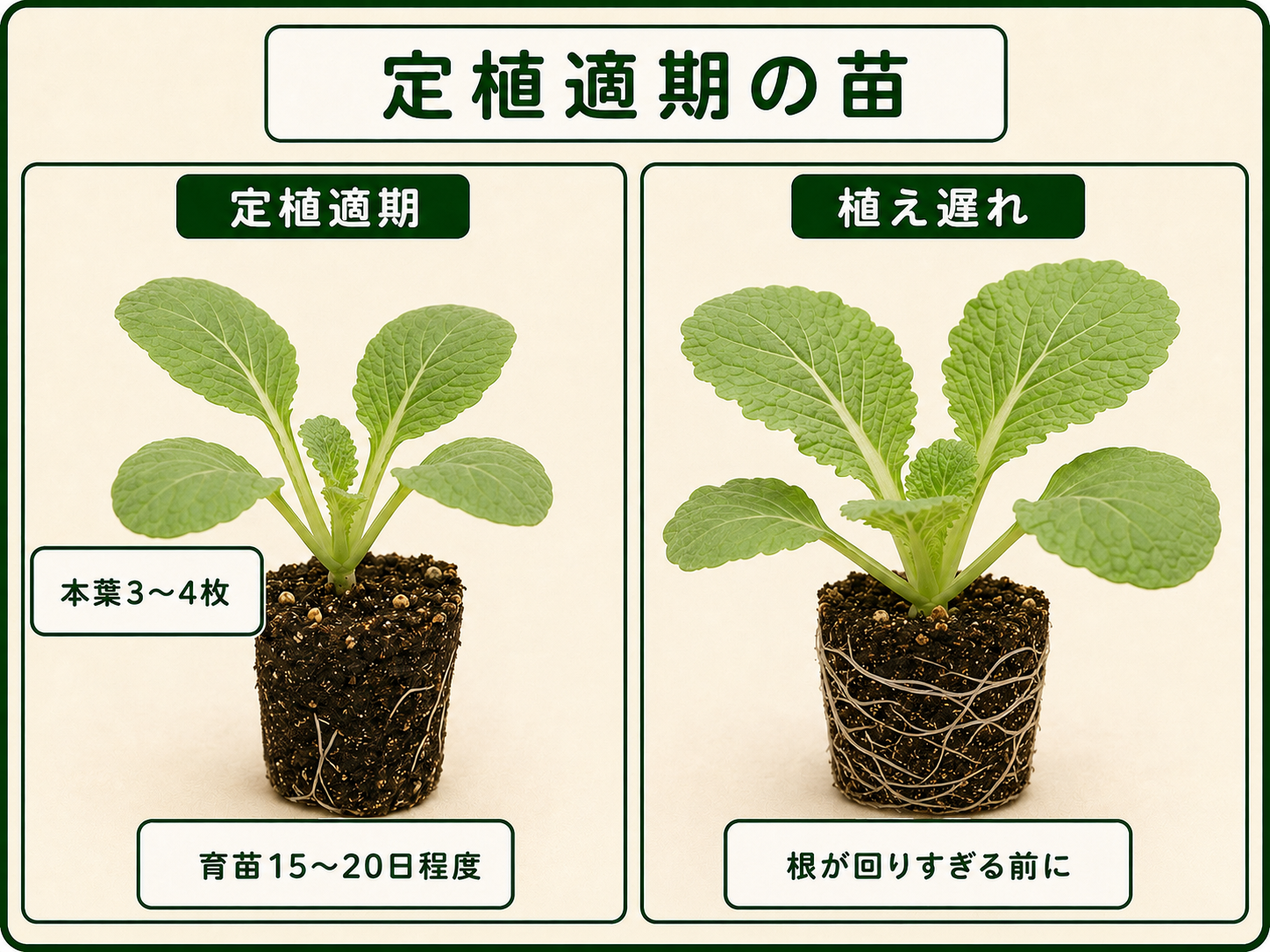 本葉3〜4枚のハクサイ定植適期苗と植え遅れ苗の比較