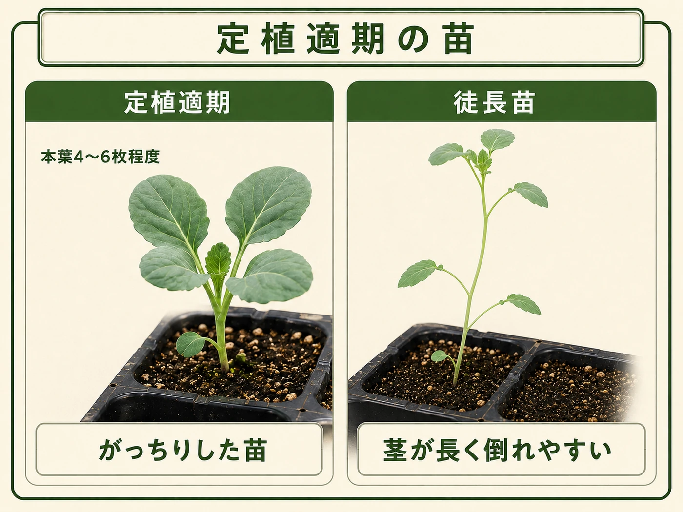 本葉4〜6枚のがっちりしたブロッコリー苗と徒長苗の比較