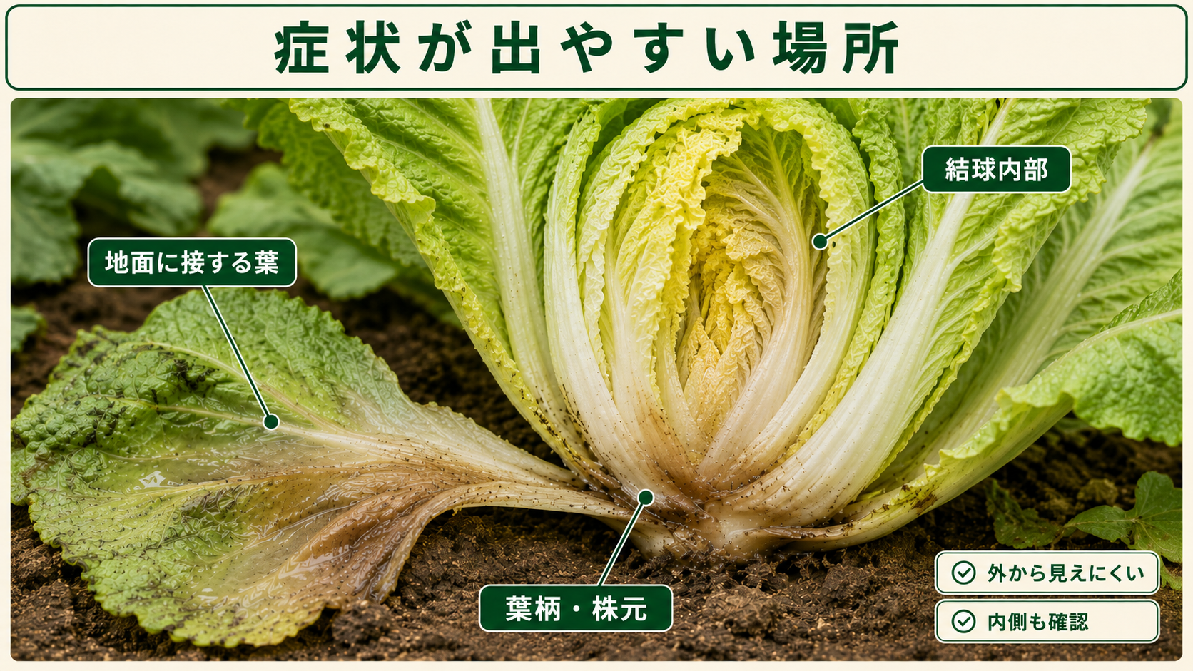 軟腐病の症状が出やすい地面に接する葉、葉柄と株元、結球内部