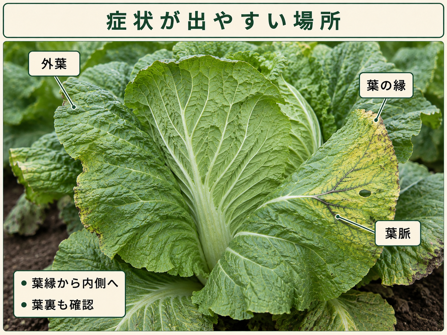 黒腐病の症状が出やすい外葉、葉の縁、葉脈を示したハクサイの葉