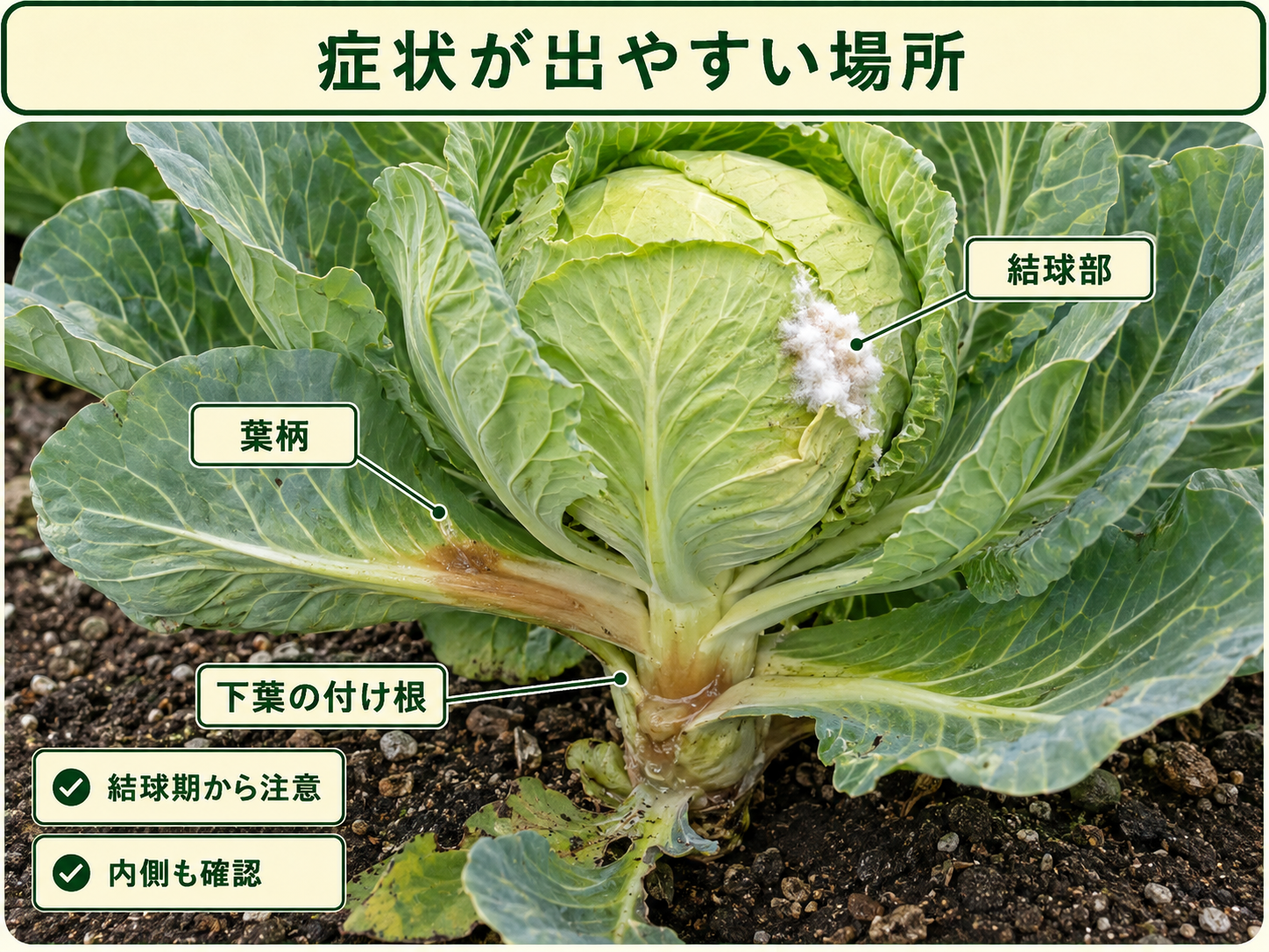 菌核病の症状が出やすい下葉の付け根、葉柄、結球部を示したキャベツ