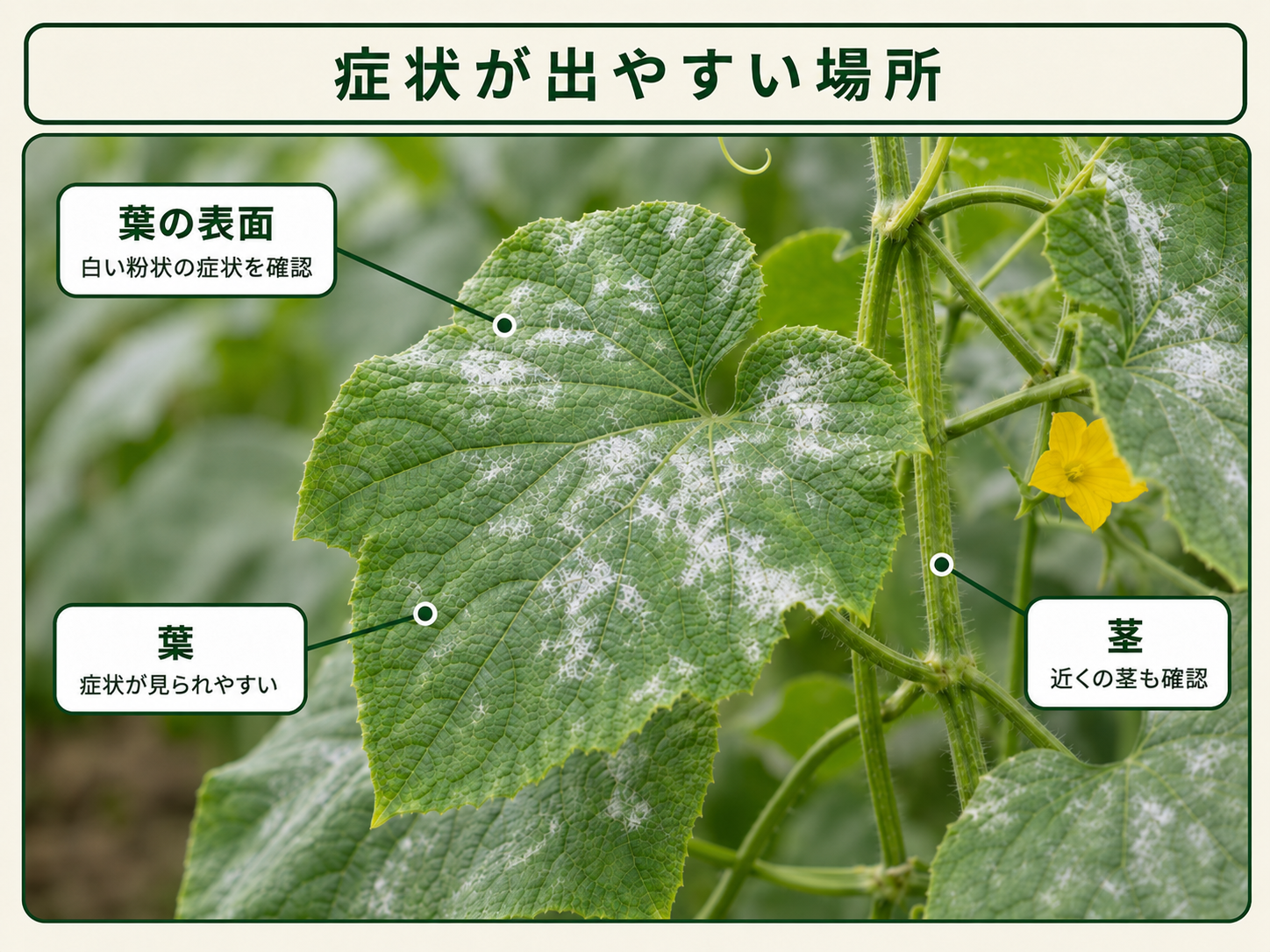 うどんこ病の症状が出やすいキュウリの葉と茎