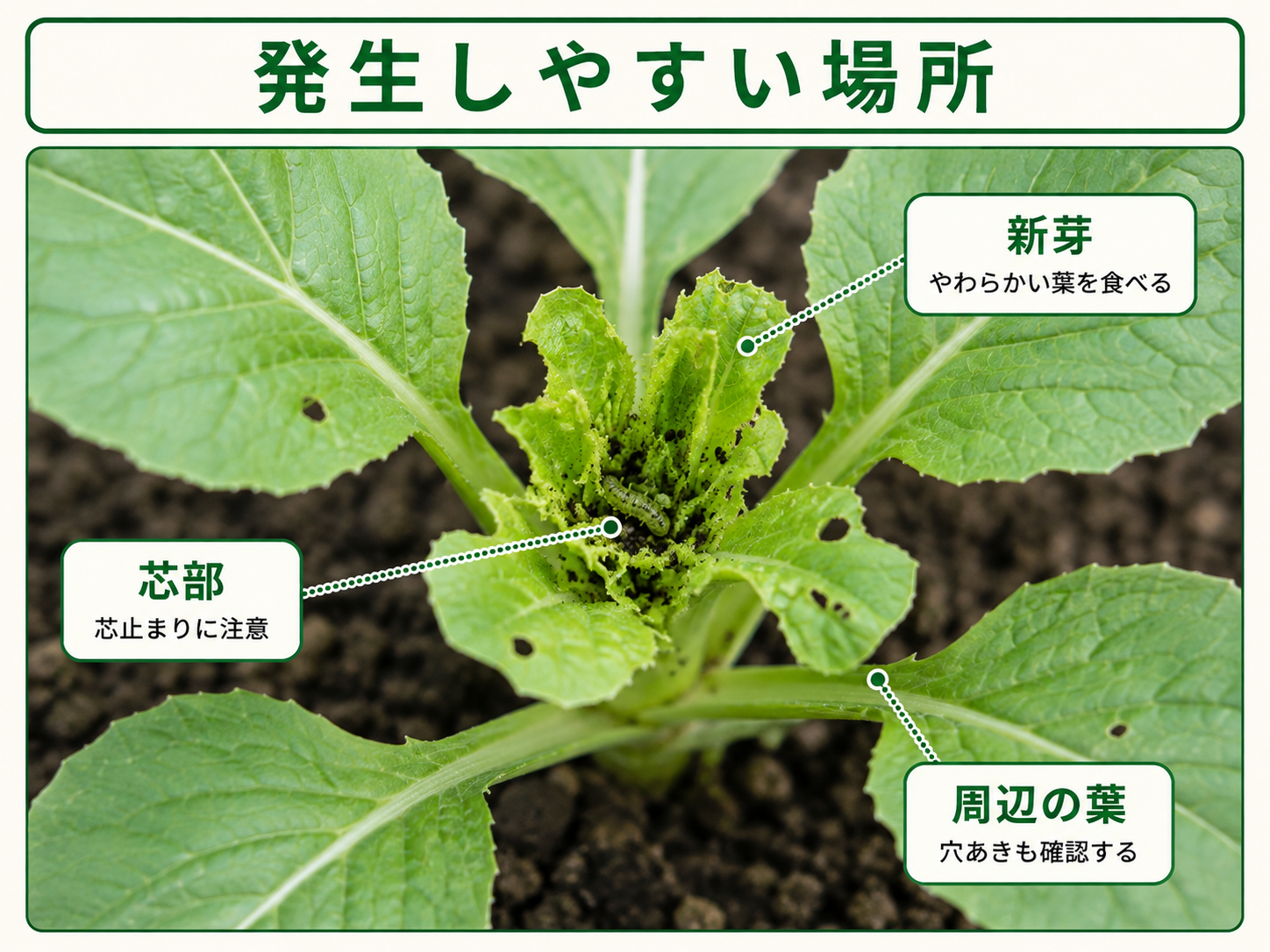 ハイマダラノメイガが発生しやすい新芽と芯部