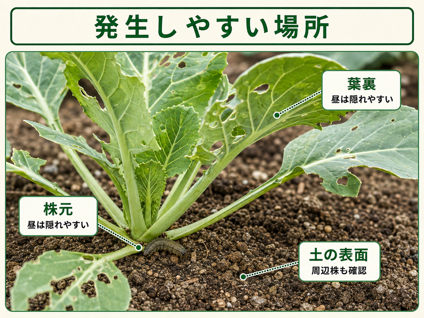 ヨトウムシ類が発生しやすい株元と葉裏