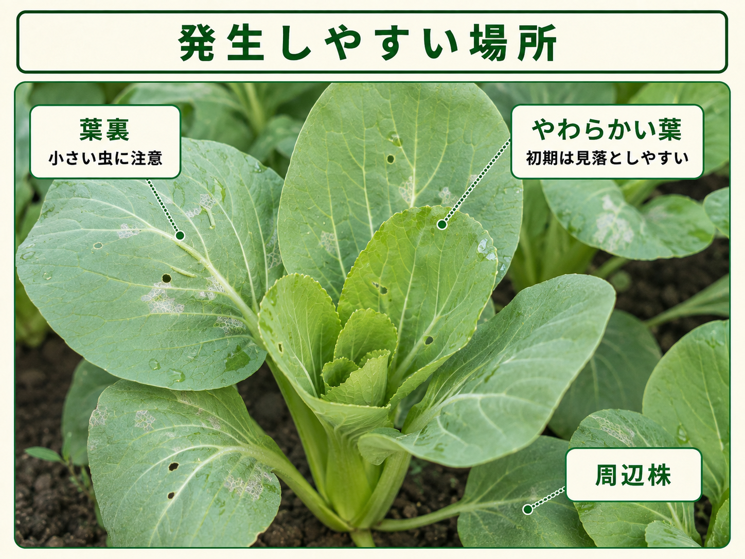 コナガが発生しやすい葉裏とやわらかい葉