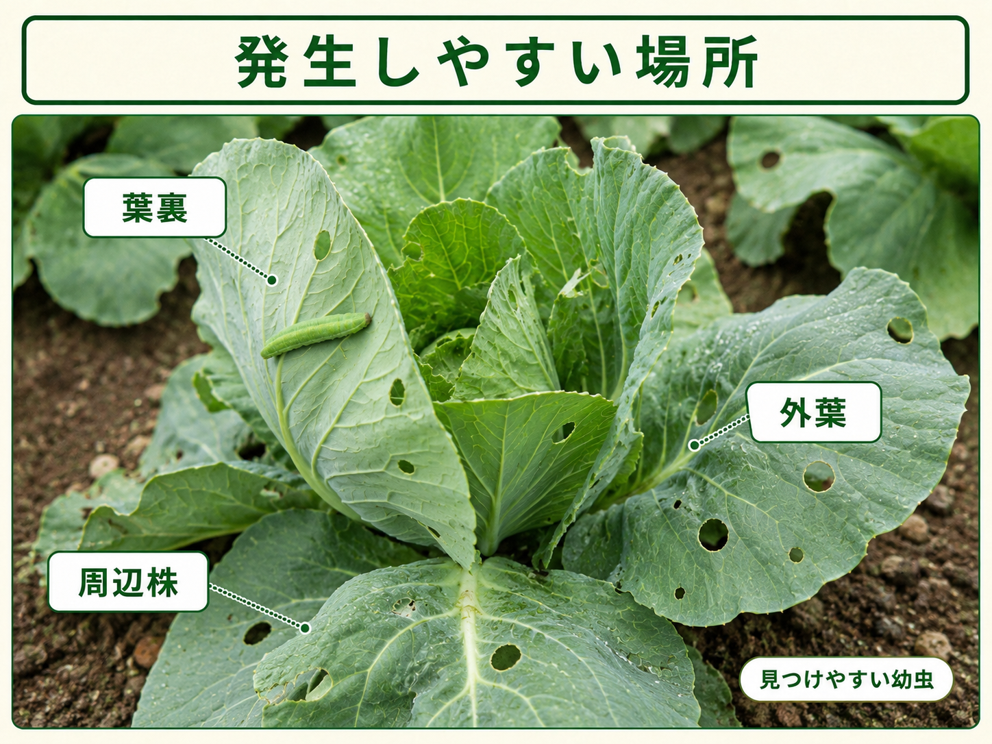 アオムシが見つかりやすい葉裏と外葉