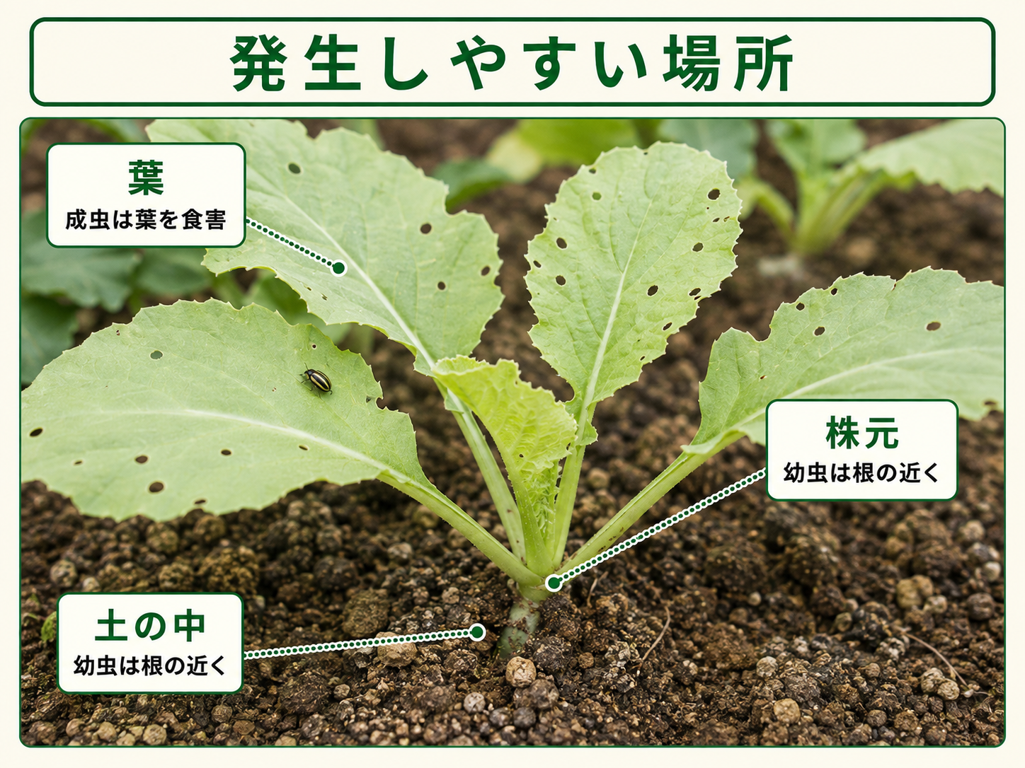 キスジノミハムシを確認する葉と株元、土の中