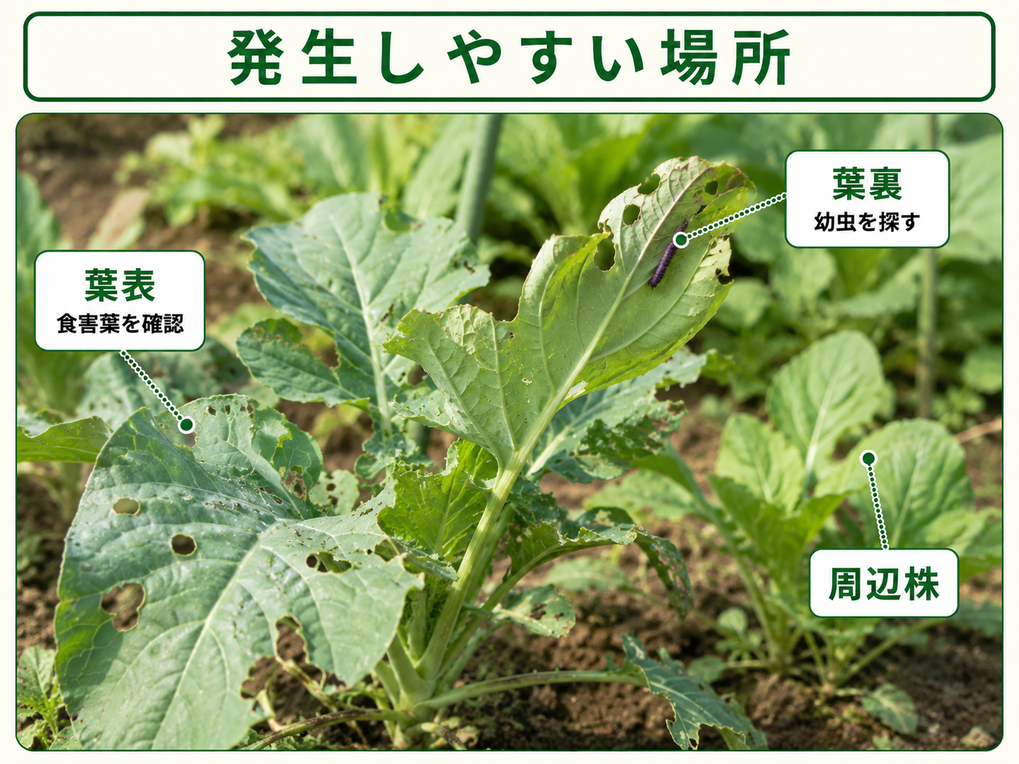 カブラハバチ幼虫を探す葉表と葉裏、周辺株