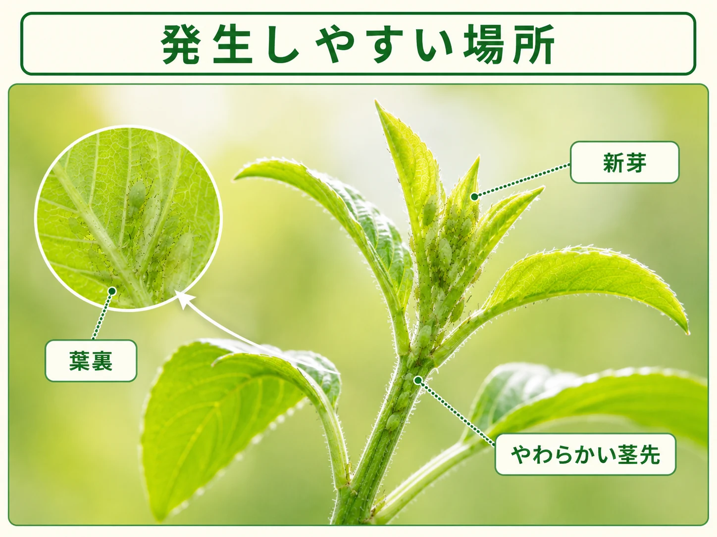 アブラムシ類が発生しやすい新芽や葉裏の位置