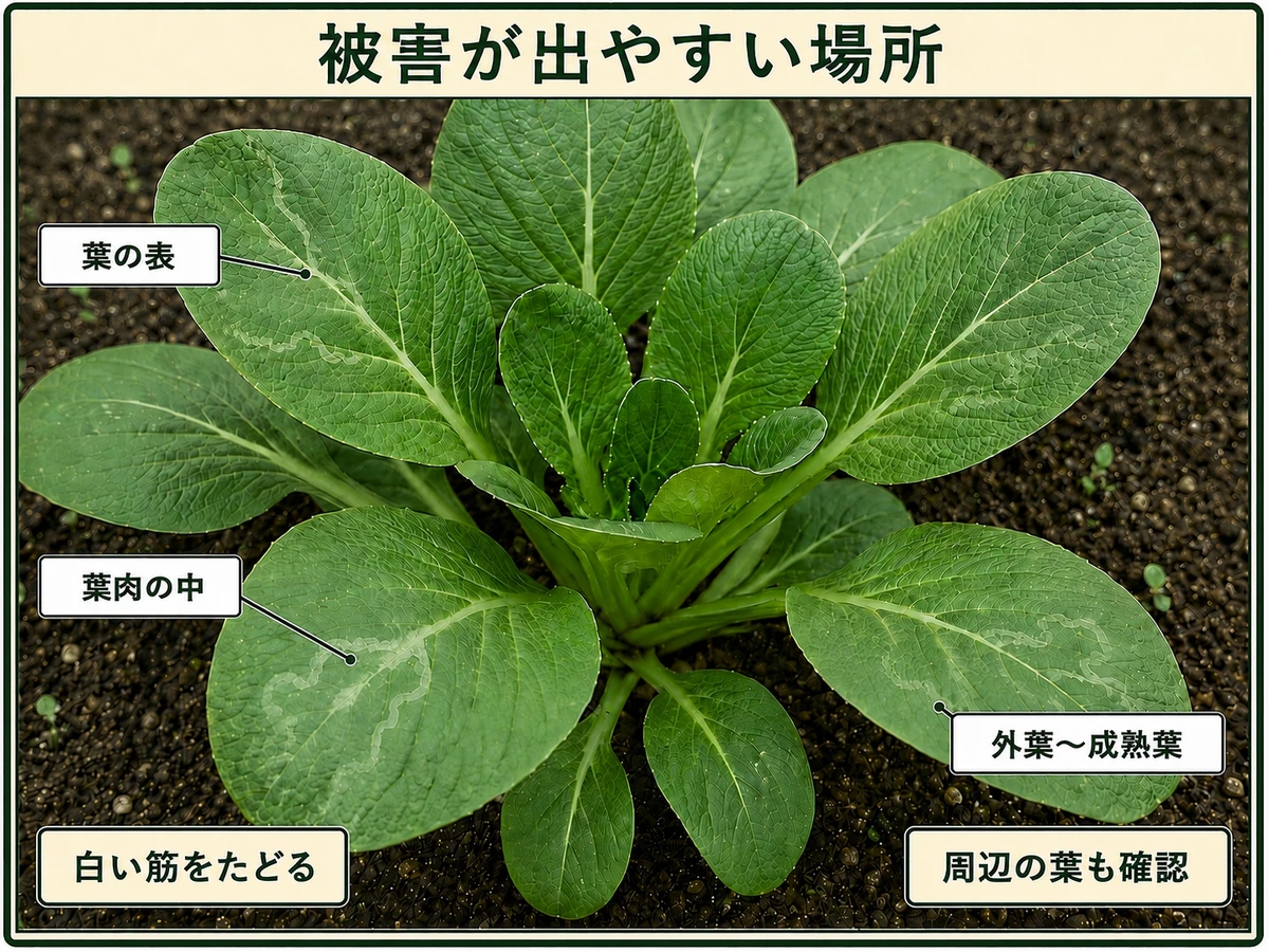 ハモグリバエ類の被害が出やすい葉の表、葉肉の中、外葉から成熟葉を示すコマツナ
