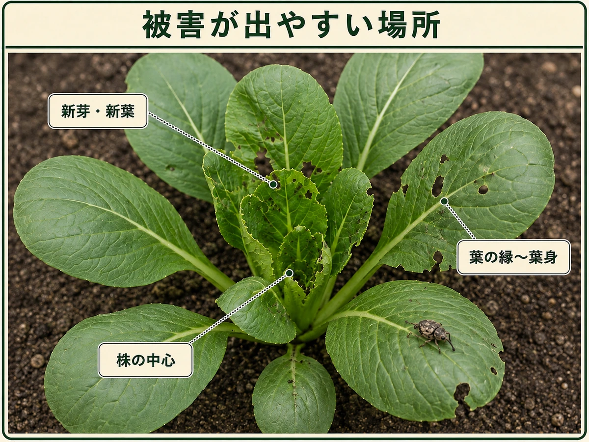 ヤサイゾウムシの被害が出やすい新芽と新葉、葉の縁から葉身、株の中心を示すコマツナ