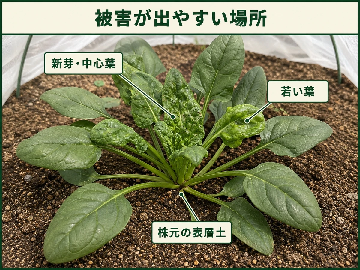 ホウレンソウケナガコナダニの被害が出やすい新芽と中心葉、若い葉、株元の表層土