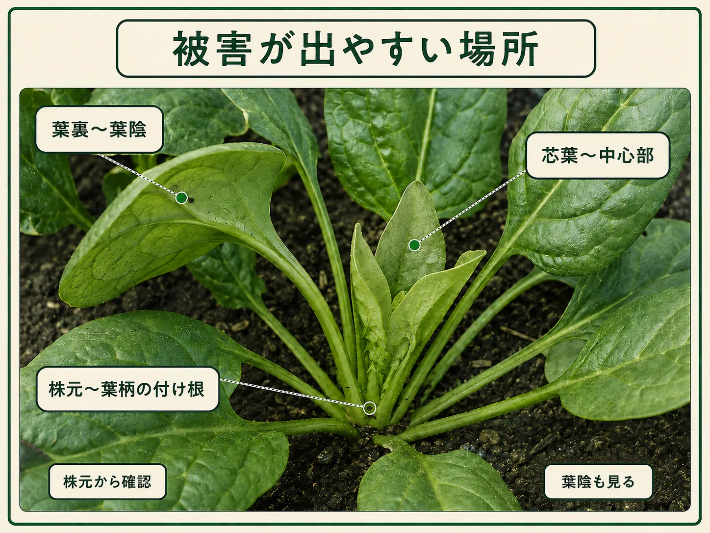 ハクサイダニの被害を確認するホウレンソウの葉裏・葉陰、芯葉・中心部、株元・葉柄の付け根