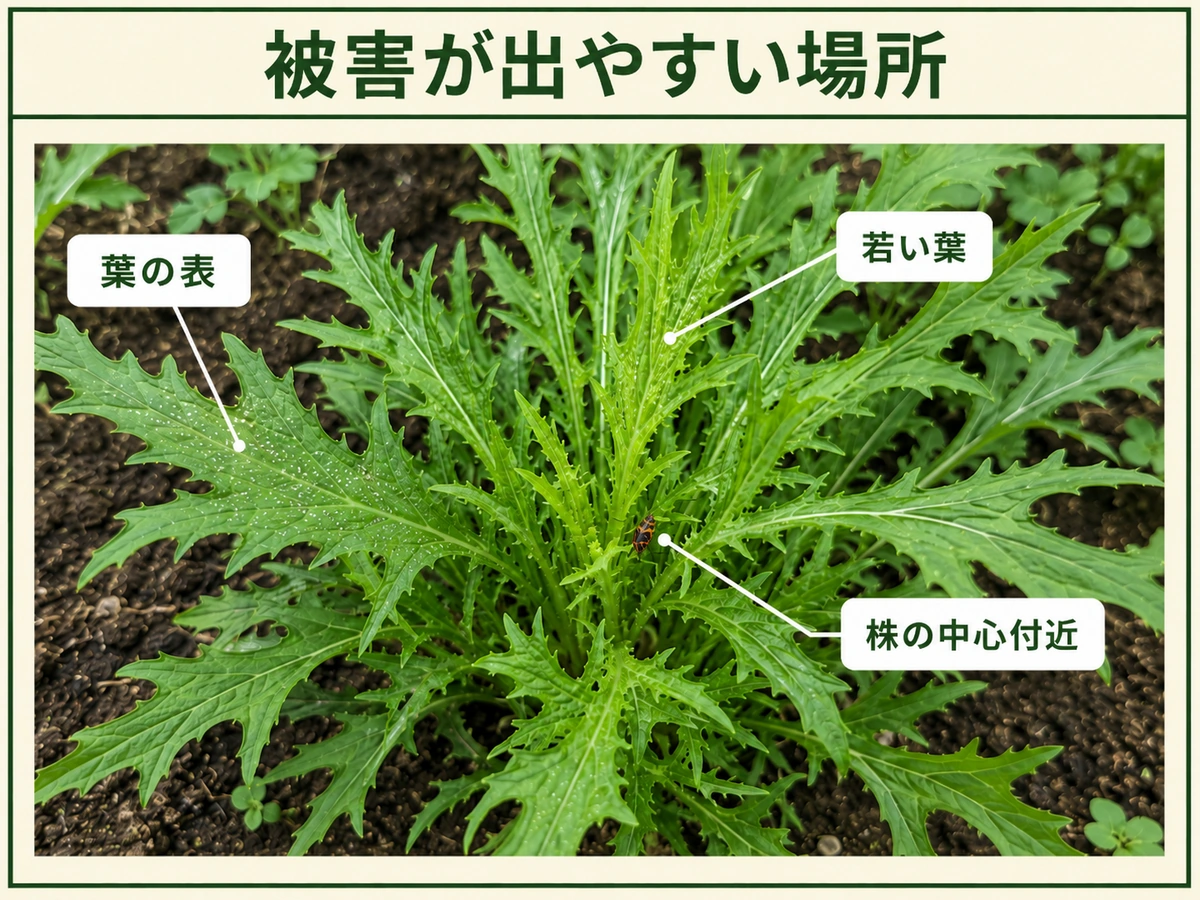 ナガメの被害が出やすいミズナの株の中心、周辺の葉、白い吸汁斑を示した図解