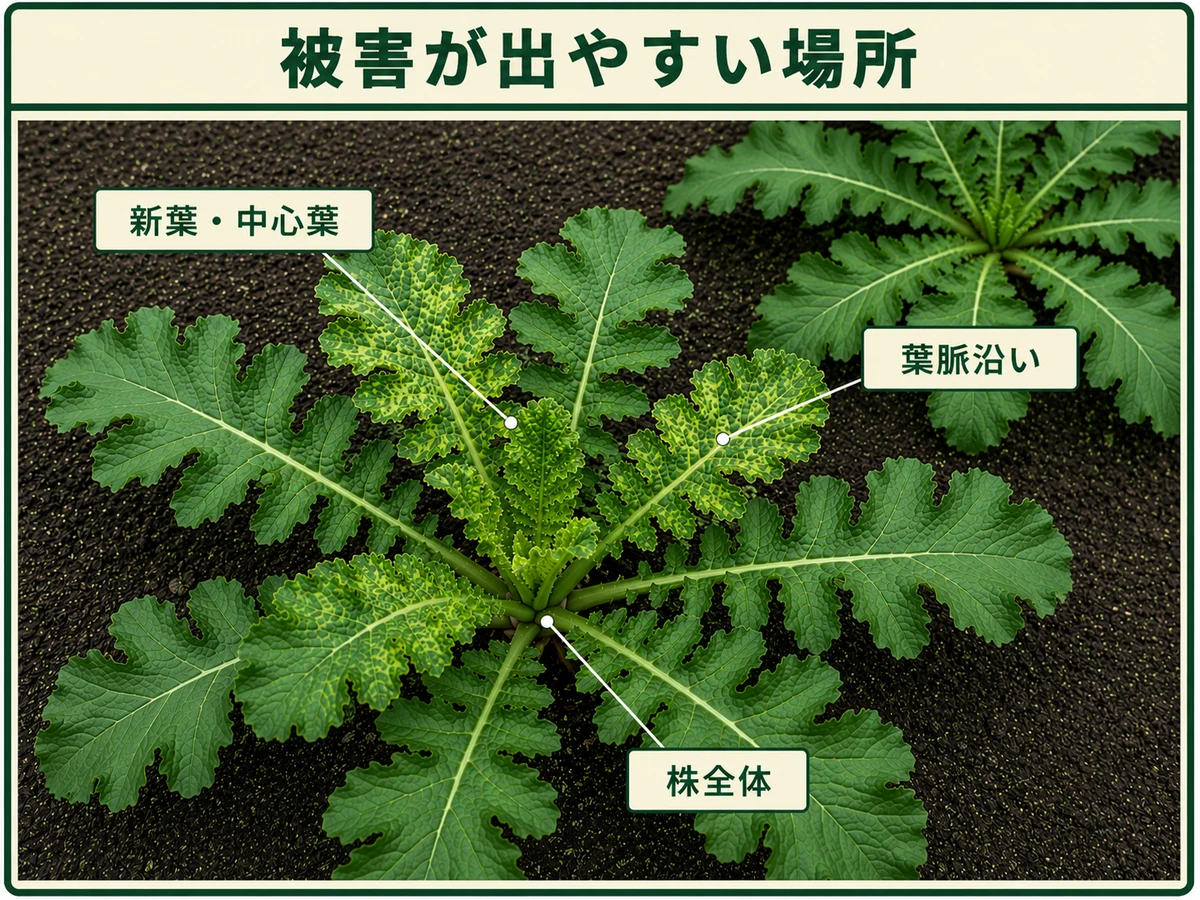 アブラナ科モザイク病の症状が出やすいダイコンの新葉・中心葉、葉脈沿い、株全体を示した図解