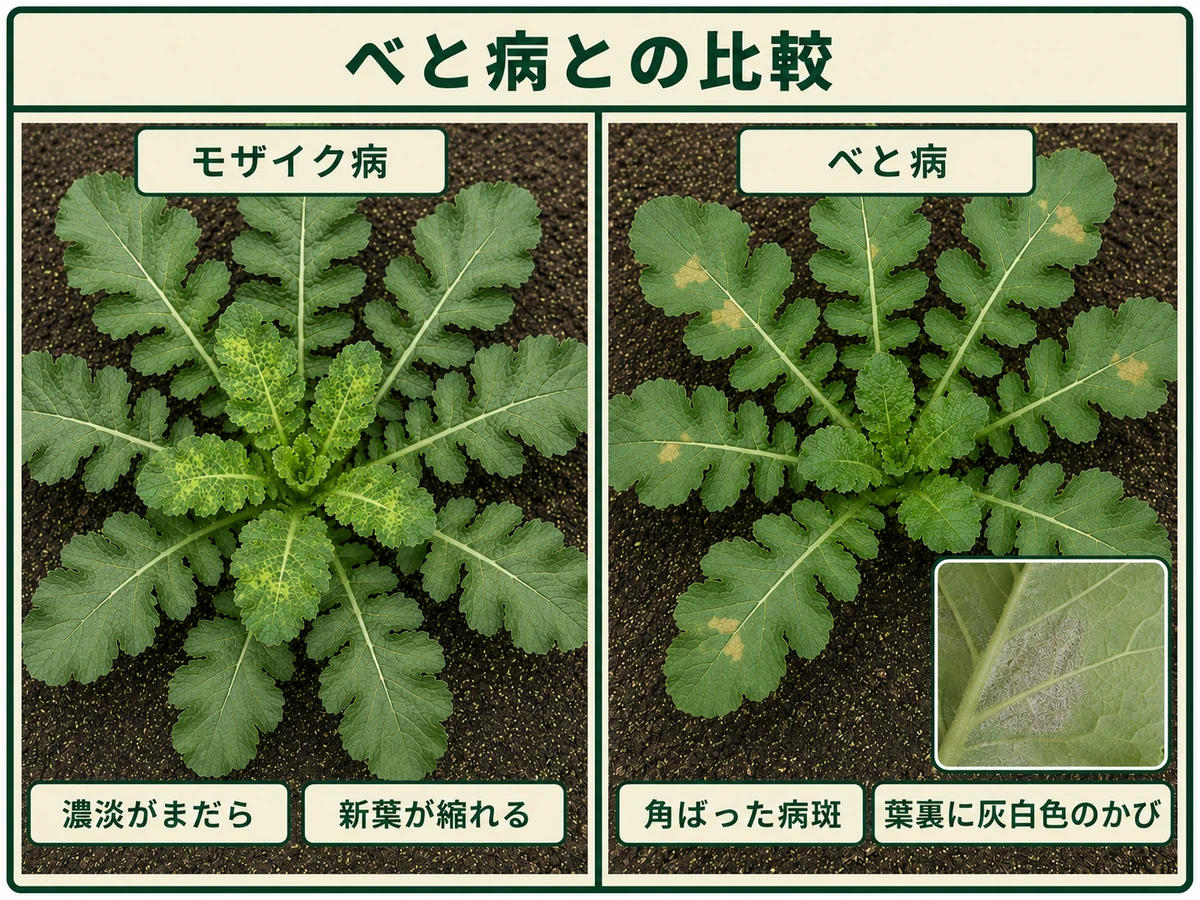 ダイコンのモザイク病の濃淡まだらと新葉の縮れ、べと病の角斑と葉裏の灰白色かびを比較した図解