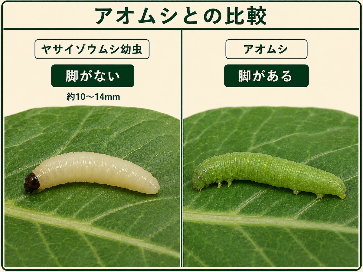 ヤサイゾウムシの脚のない幼虫と脚のあるアオムシを比較したコマツナ