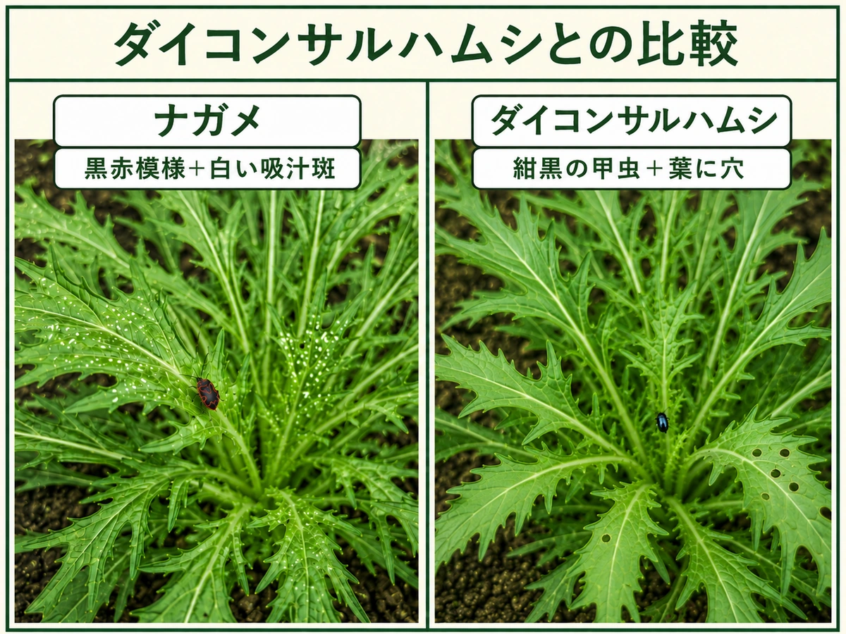 ナガメとダイコンサルハムシの見た目と被害の違いを比較した図解