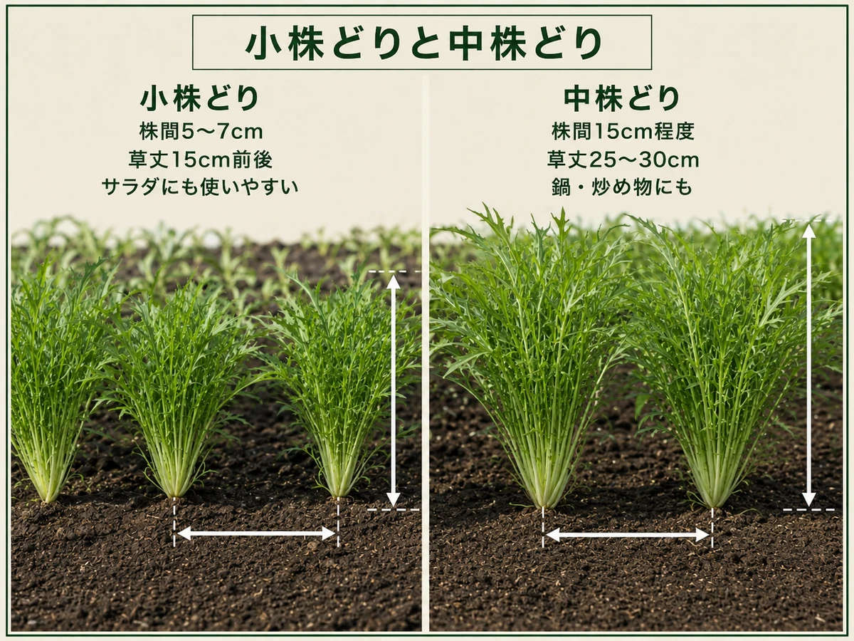 株間5〜7cmの小株ミズナと株間15cm程度の中株ミズナの収穫サイズ比較