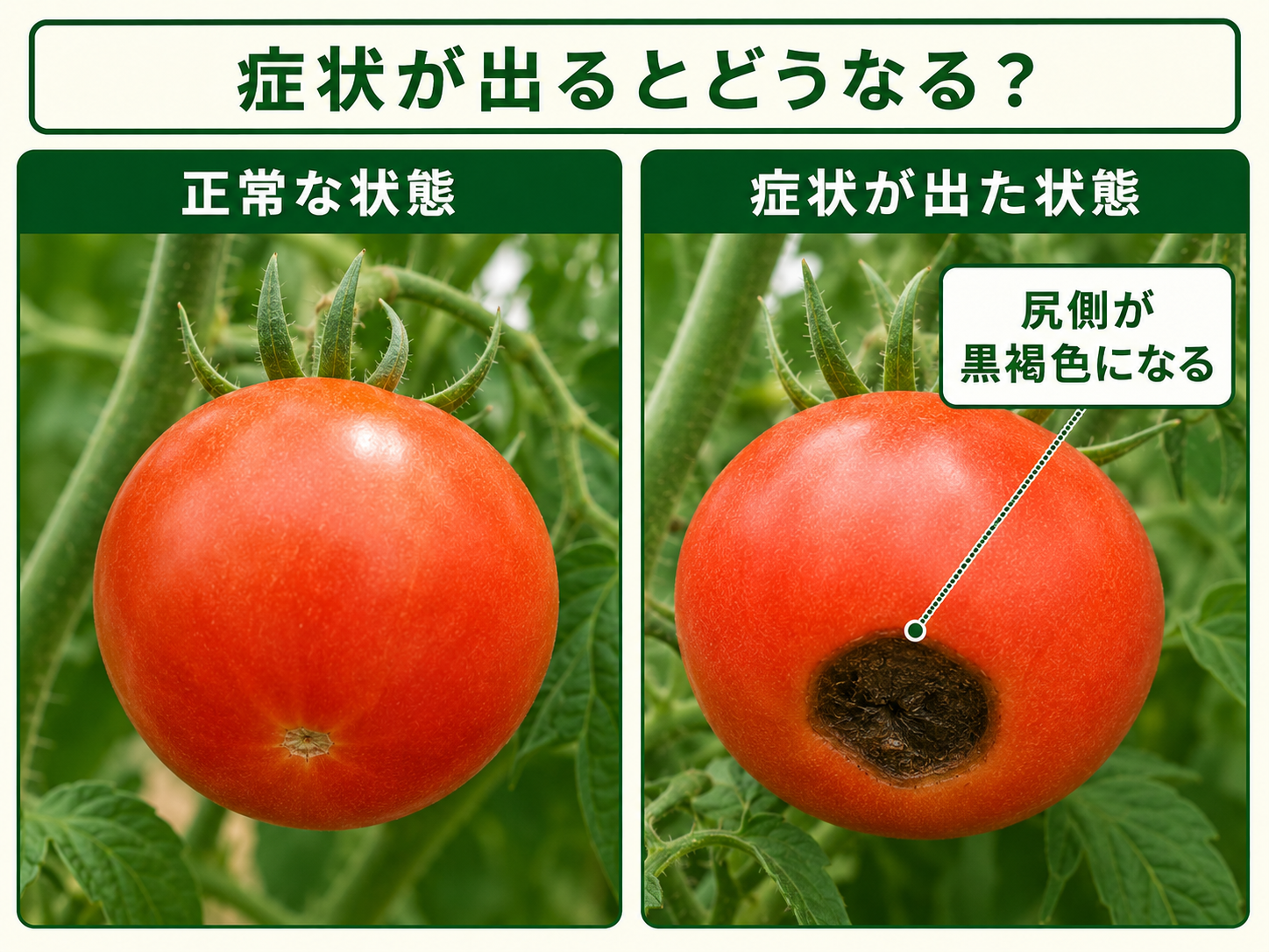 正常なトマト果実と尻腐れ病の症状が出た果実の比較