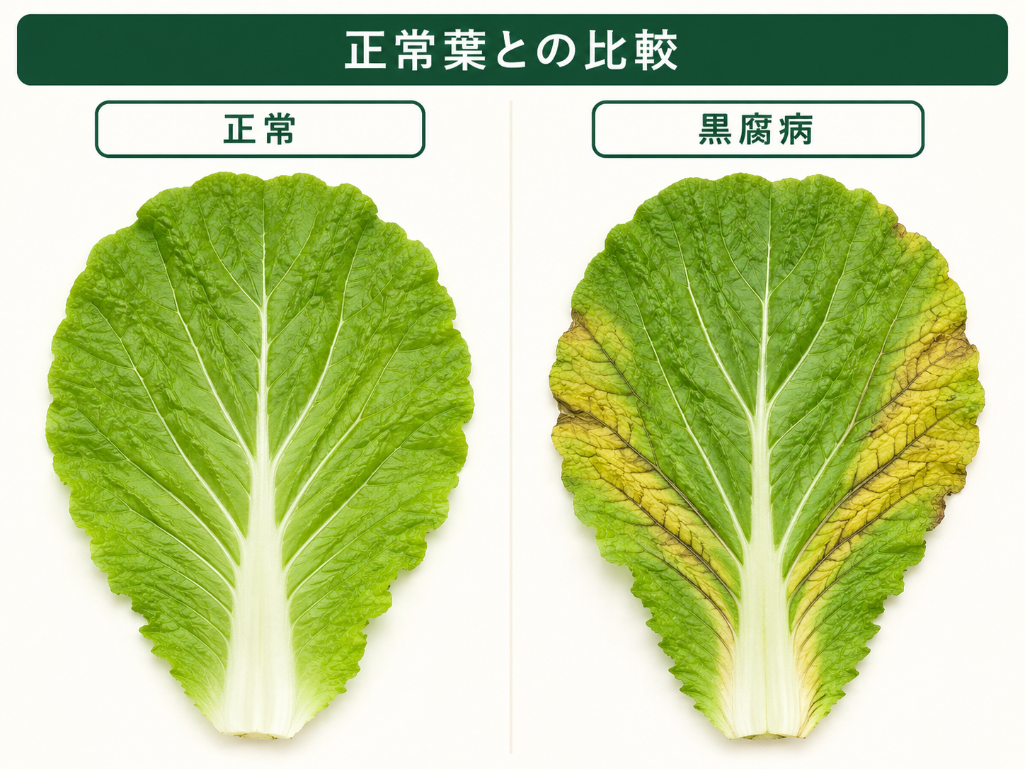 正常な葉と黒腐病でV字黄変と黒い葉脈が見られる葉の比較