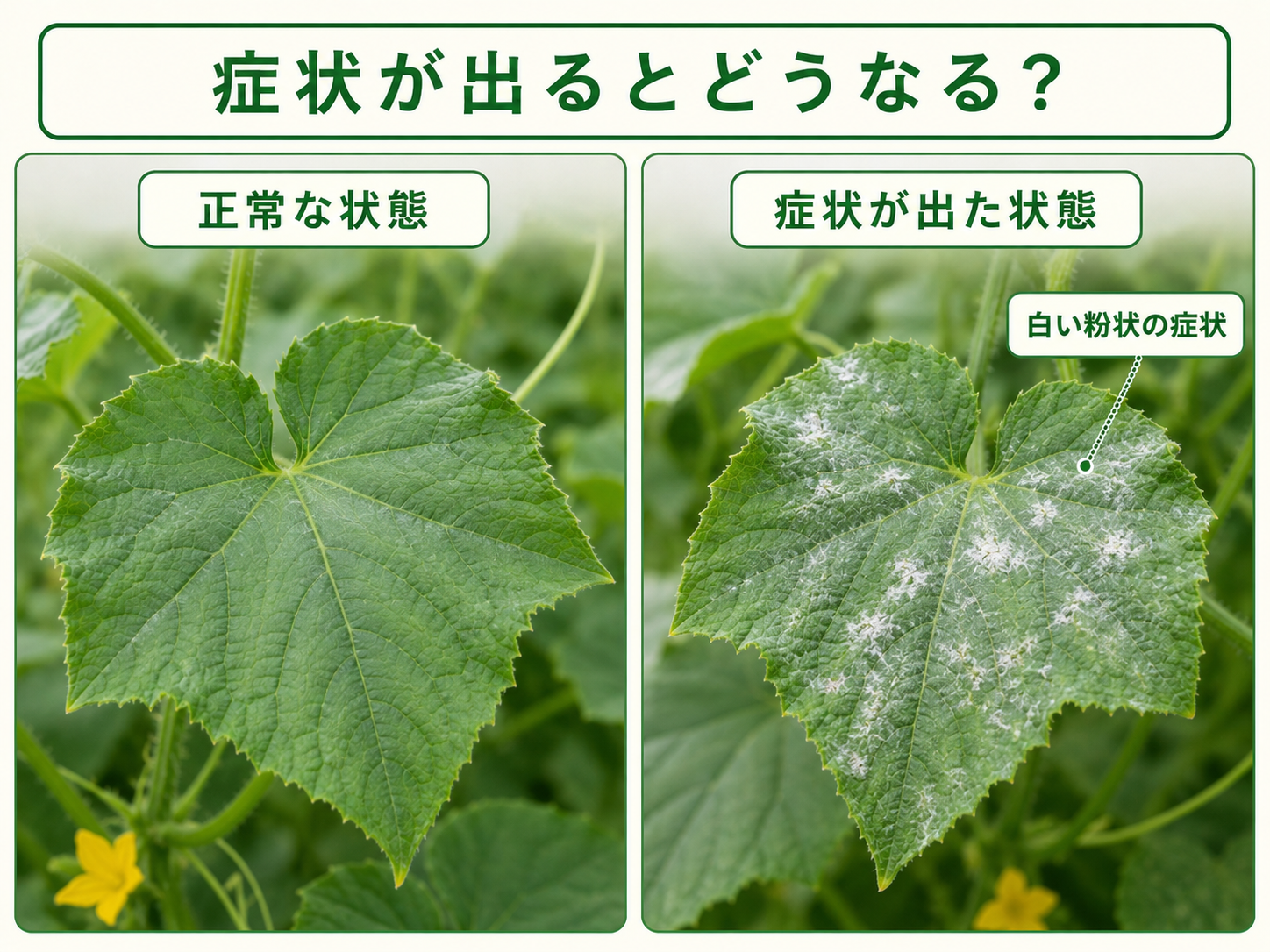 正常なキュウリの葉とうどんこ病の症状が出た葉の比較