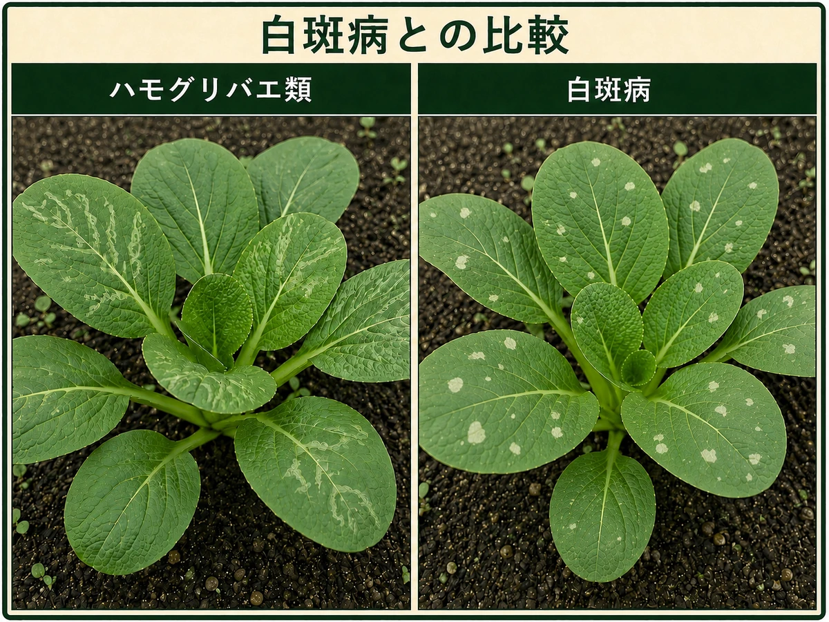 ハモグリバエ類の白い線状潜孔痕と白斑病の白い斑点を比較したコマツナ